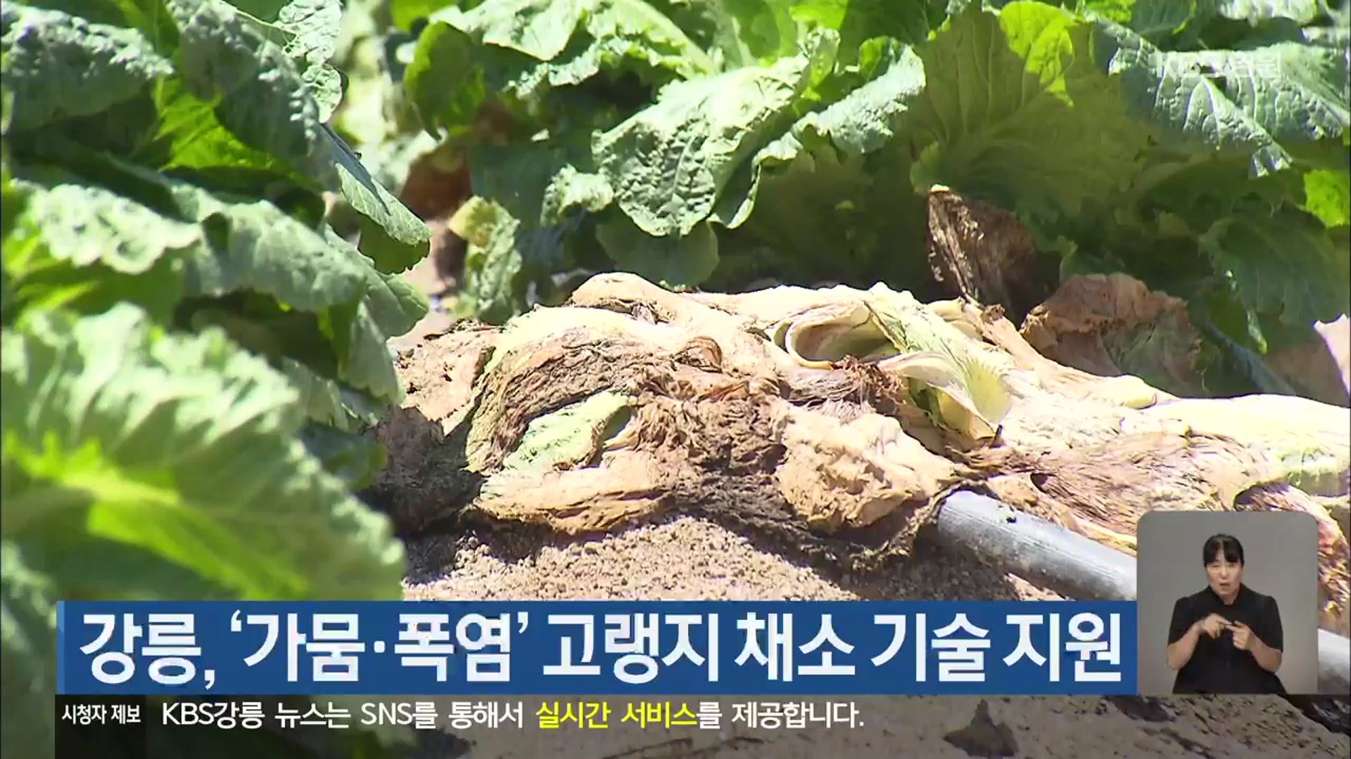 강릉, ‘가뭄·폭염’ 고랭지 채소 기술 지원