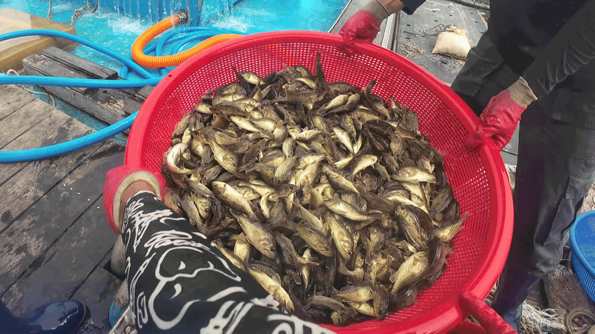“떼죽음할 바엔 차라리”…물고기 84만 마리 방류