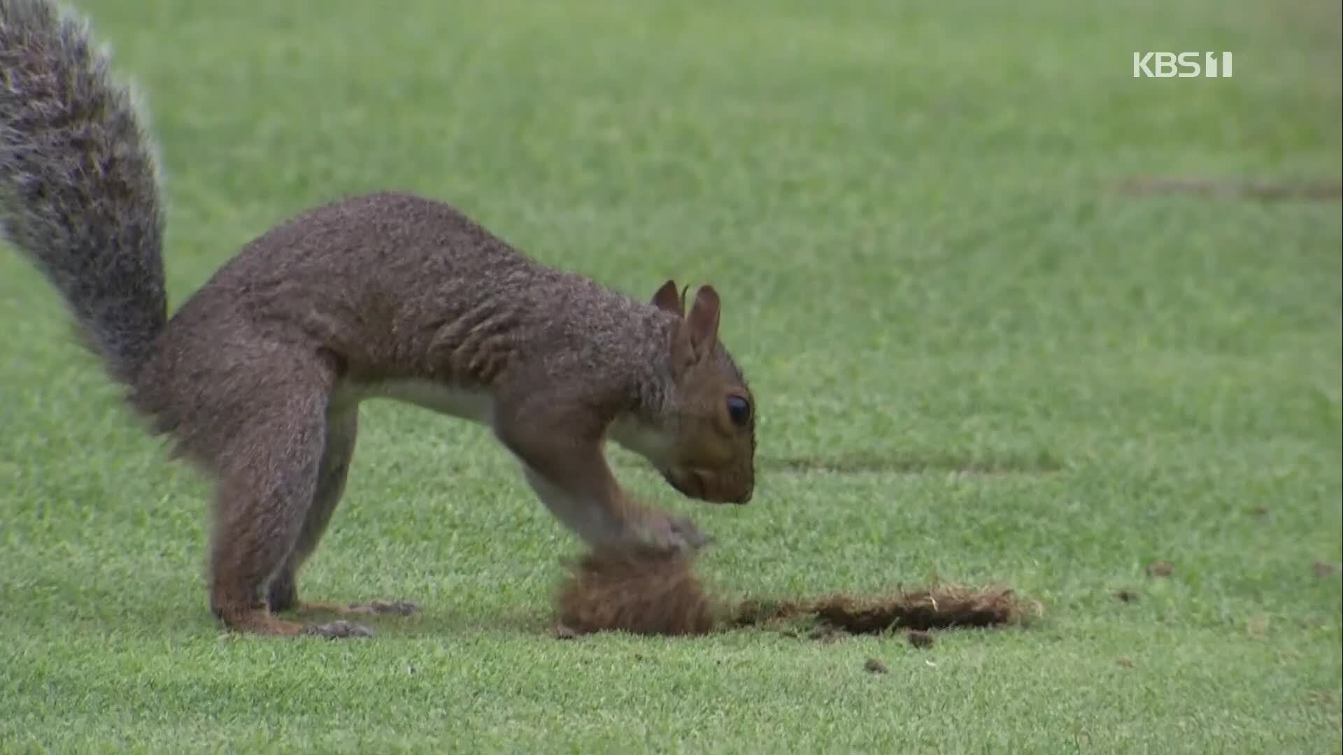 [오늘의 영상] ‘골프장서 일하는’ 다람쥐