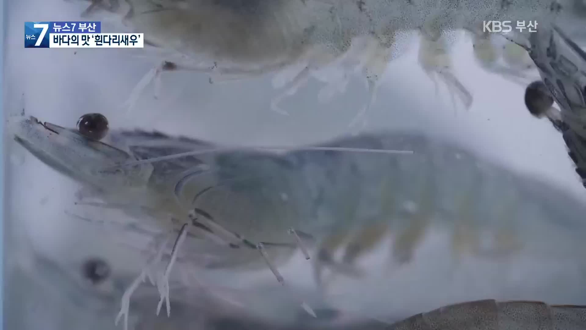 [영상] 바다의 맛 ‘흰다리 새우’