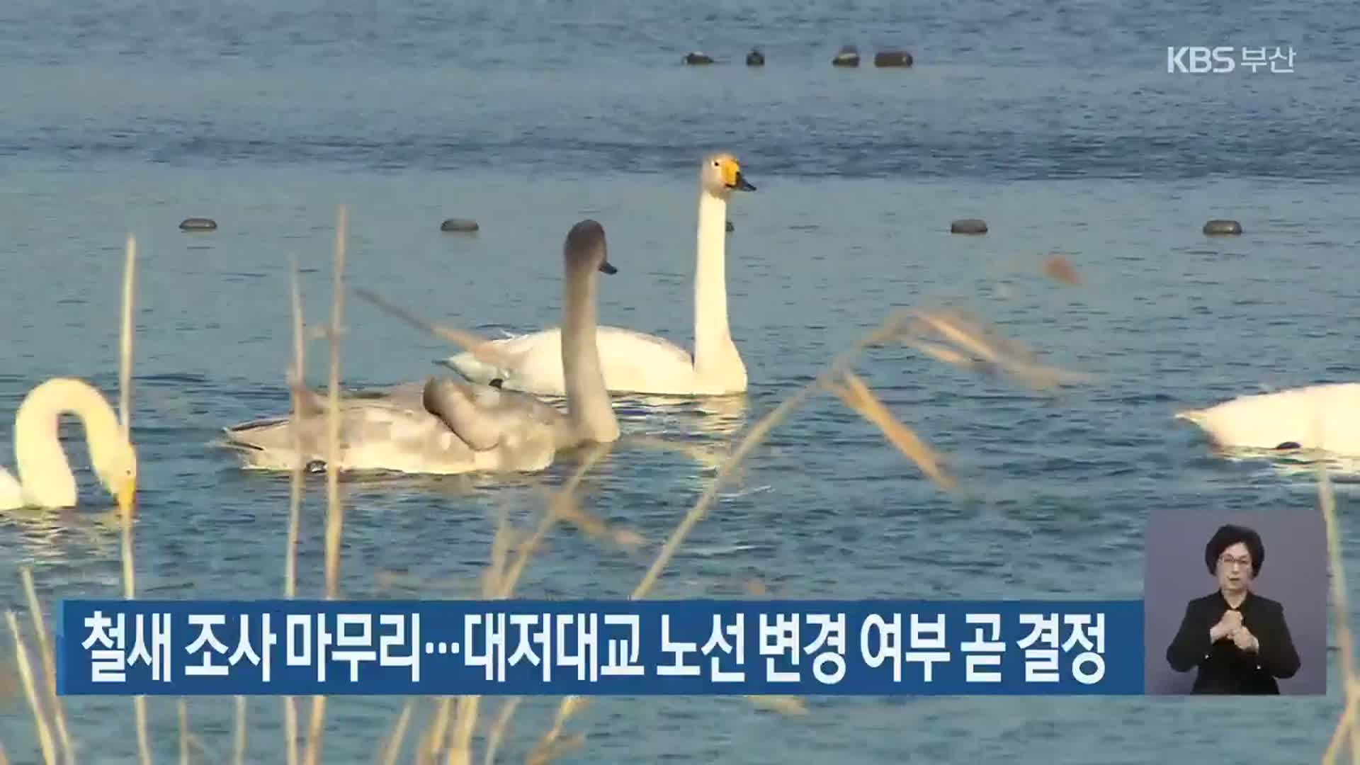 철새 조사 마무리…대저대교 노선 변경 여부 곧 결정