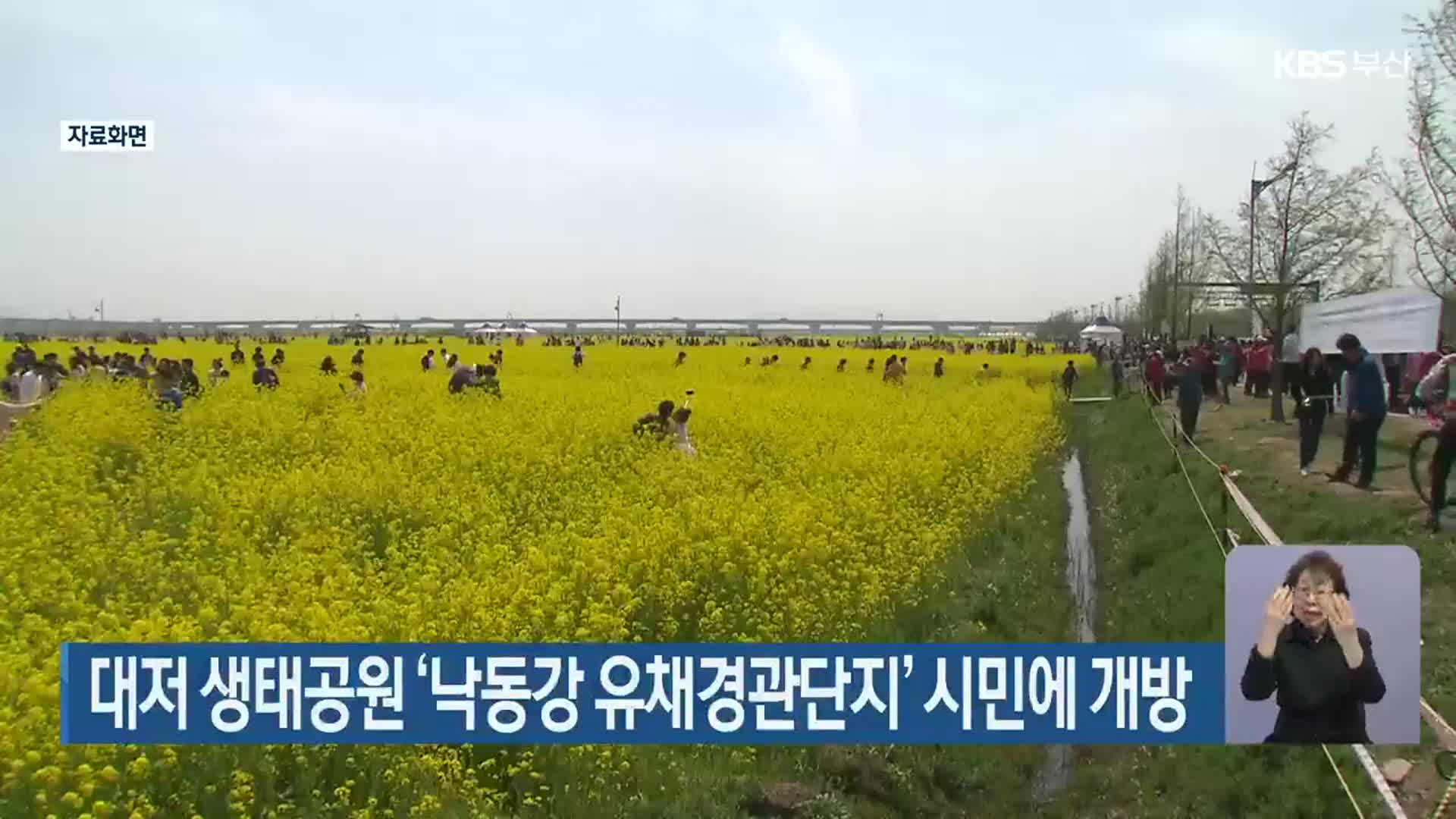 대저 생태공원 ‘낙동강 유채경관단지’ 시민에 개방