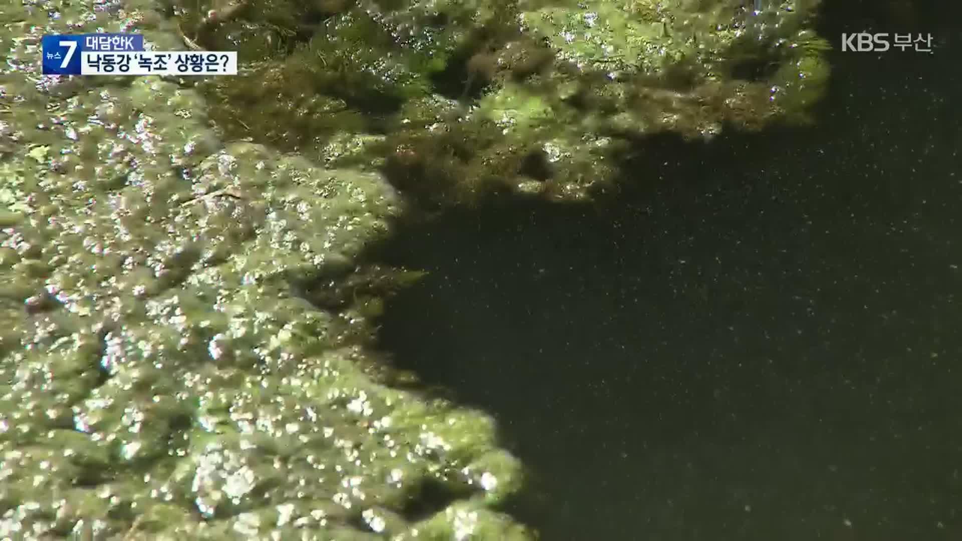 [대담한K] 낙동강 녹조, 수질 생태계 안전은?