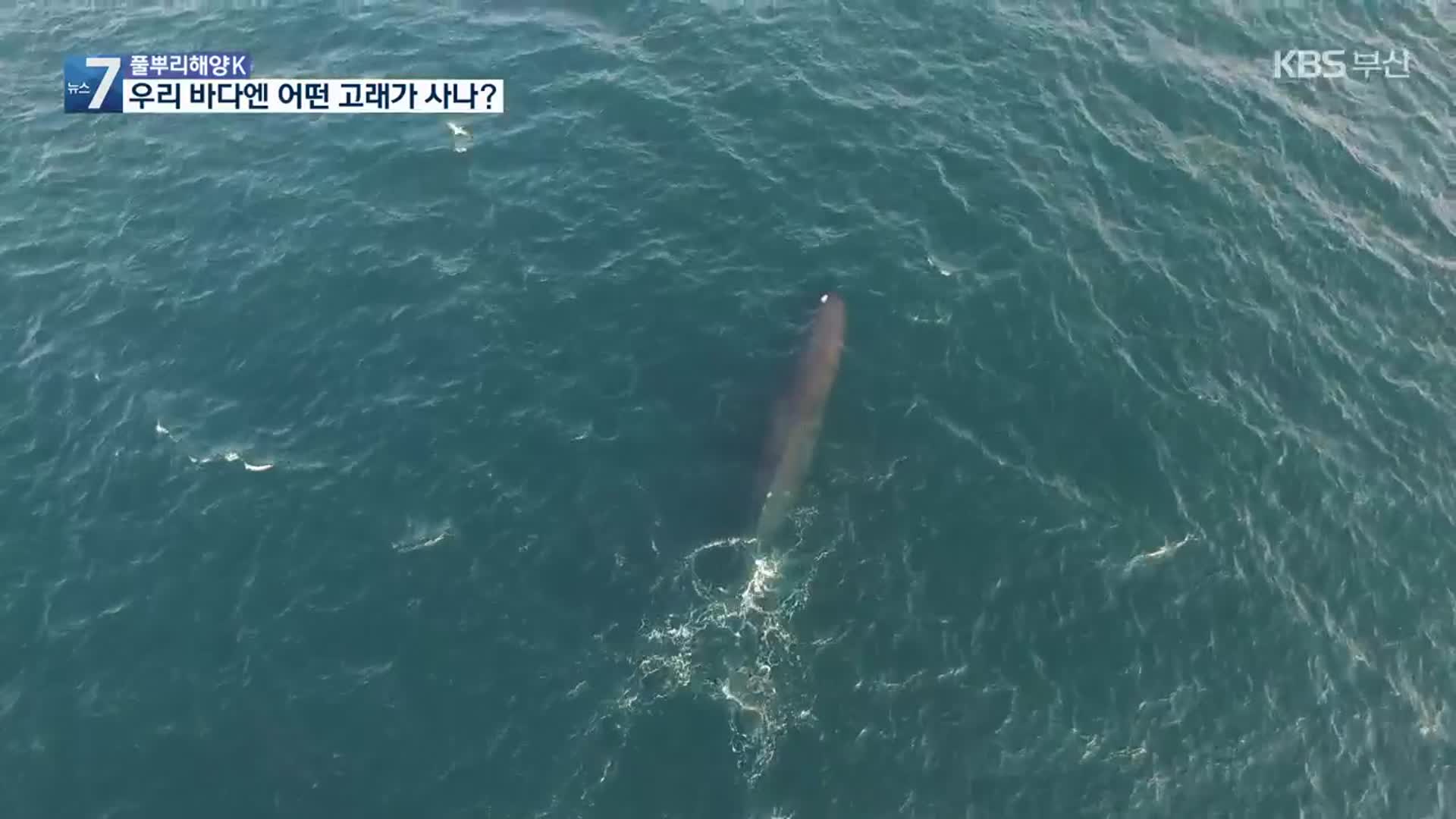 [풀뿌리 해양K] 우리 바다에 어떤 고래가 사나? 외