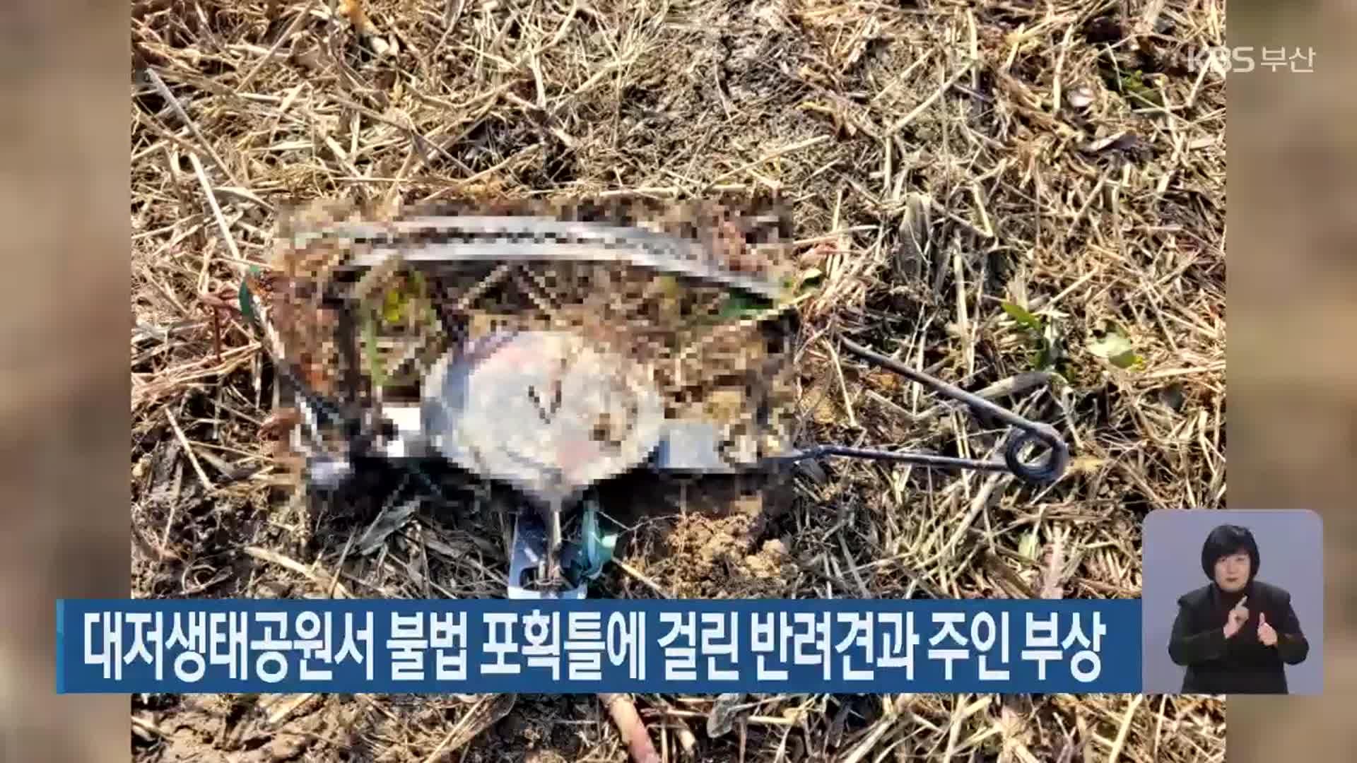 대저생태공원서 불법 포획틀에 걸린 반려견과 주인 부상