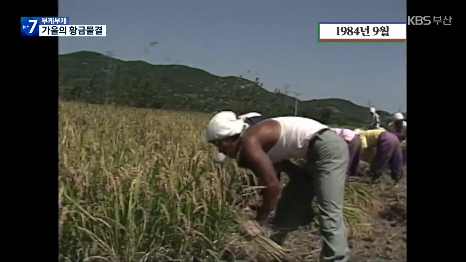 [부케부캐] 풍요로운 가을 수확의 풍경 속으로!