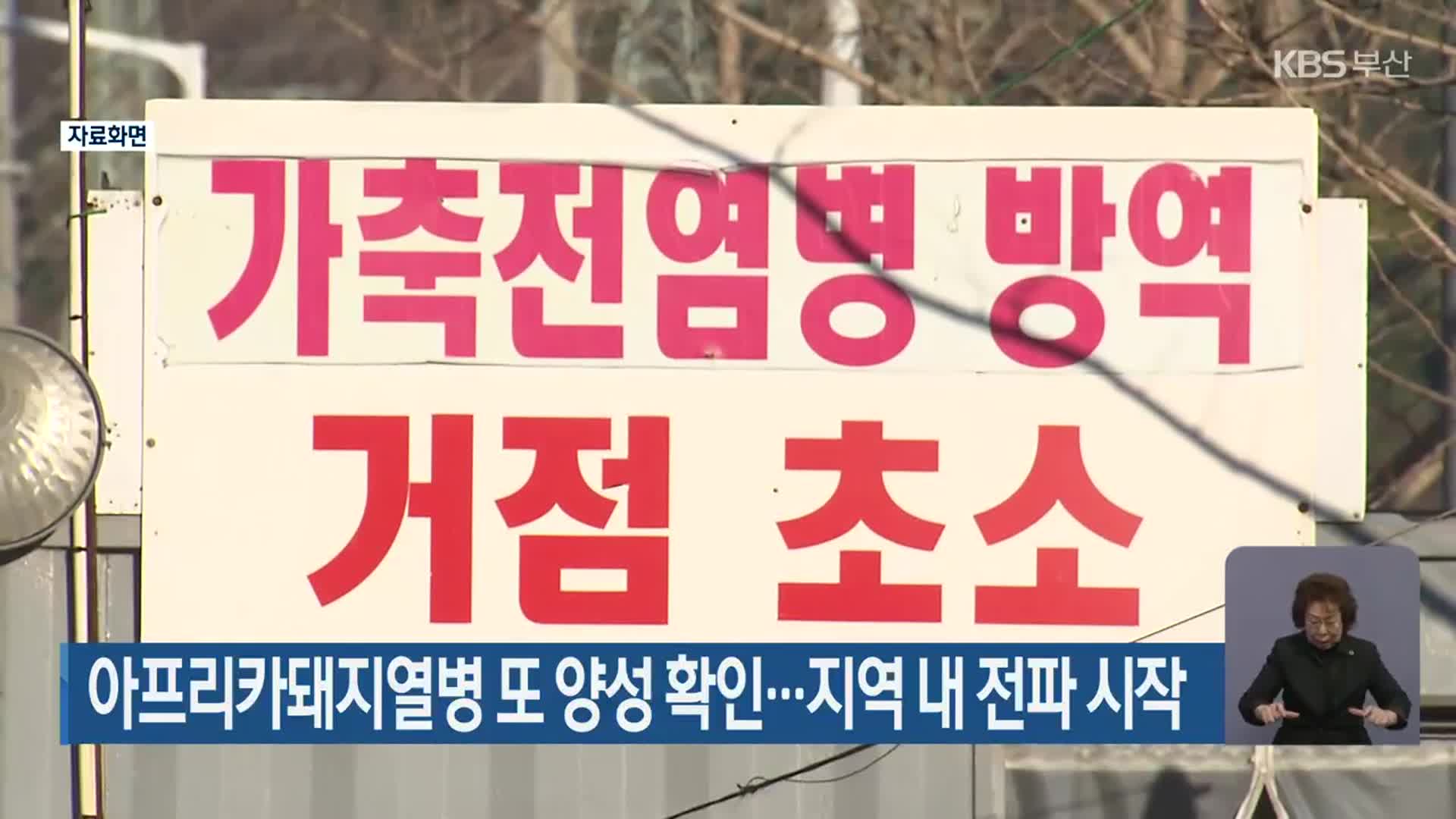아프리카돼지열병 또 양성 확인…지역 내 전파 시작