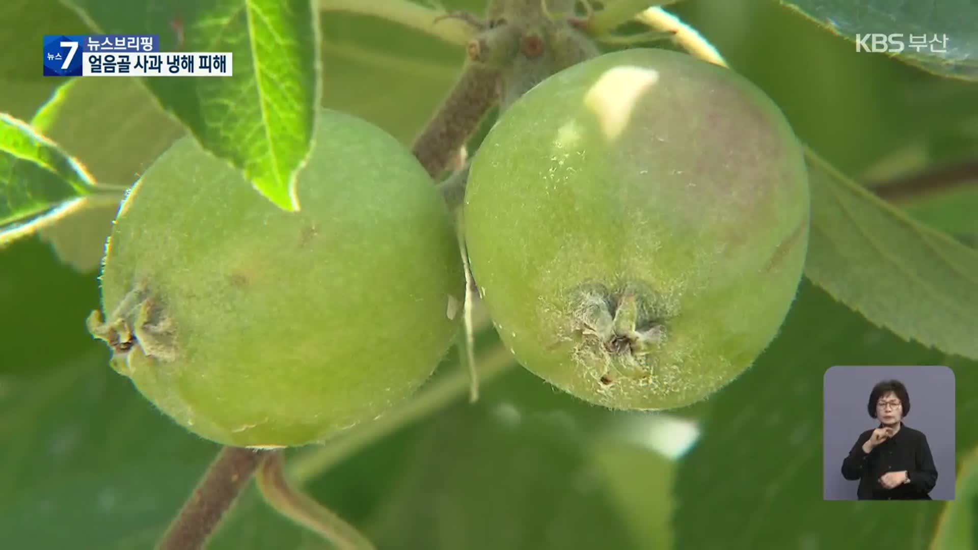 밀양 얼음골 사과 2년째 냉해…올해도 ‘금사과’