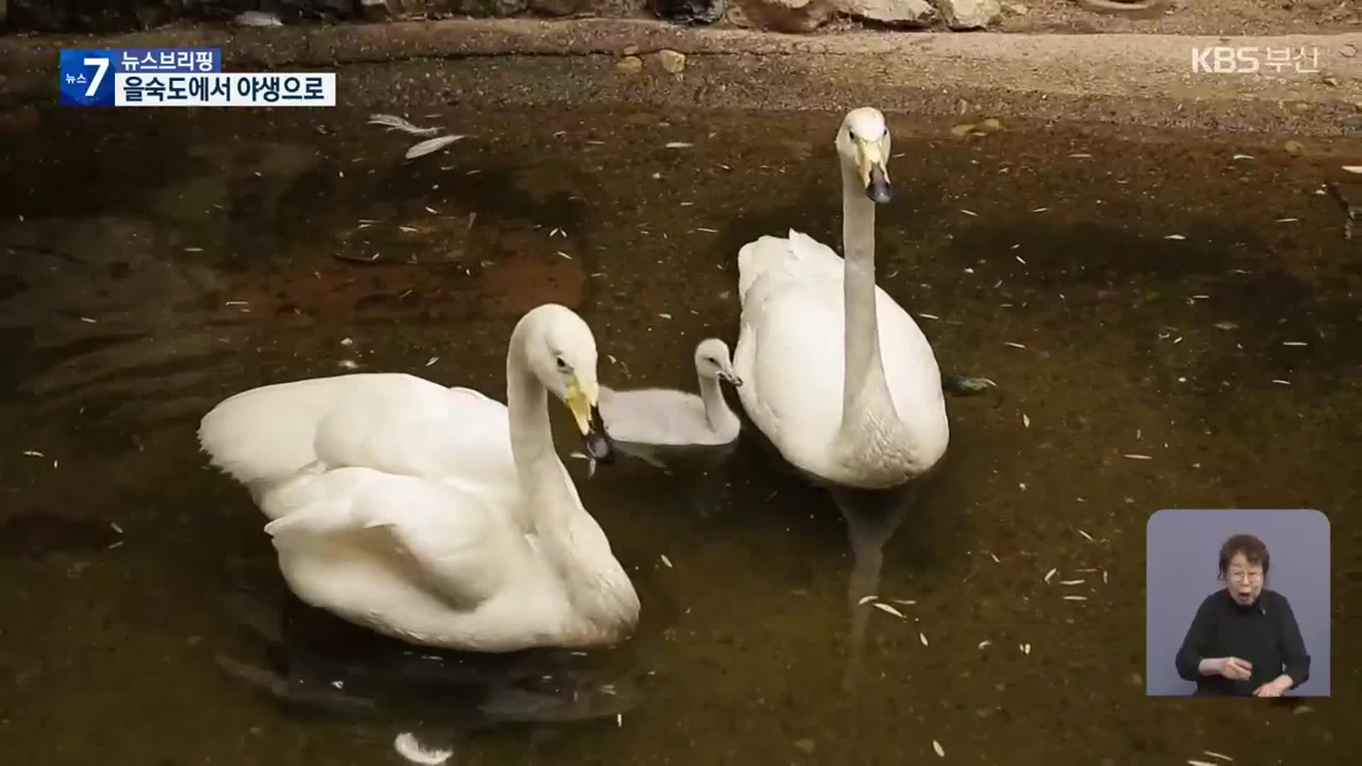 국내 부화 큰고니, 고향 갈 수 있을까?