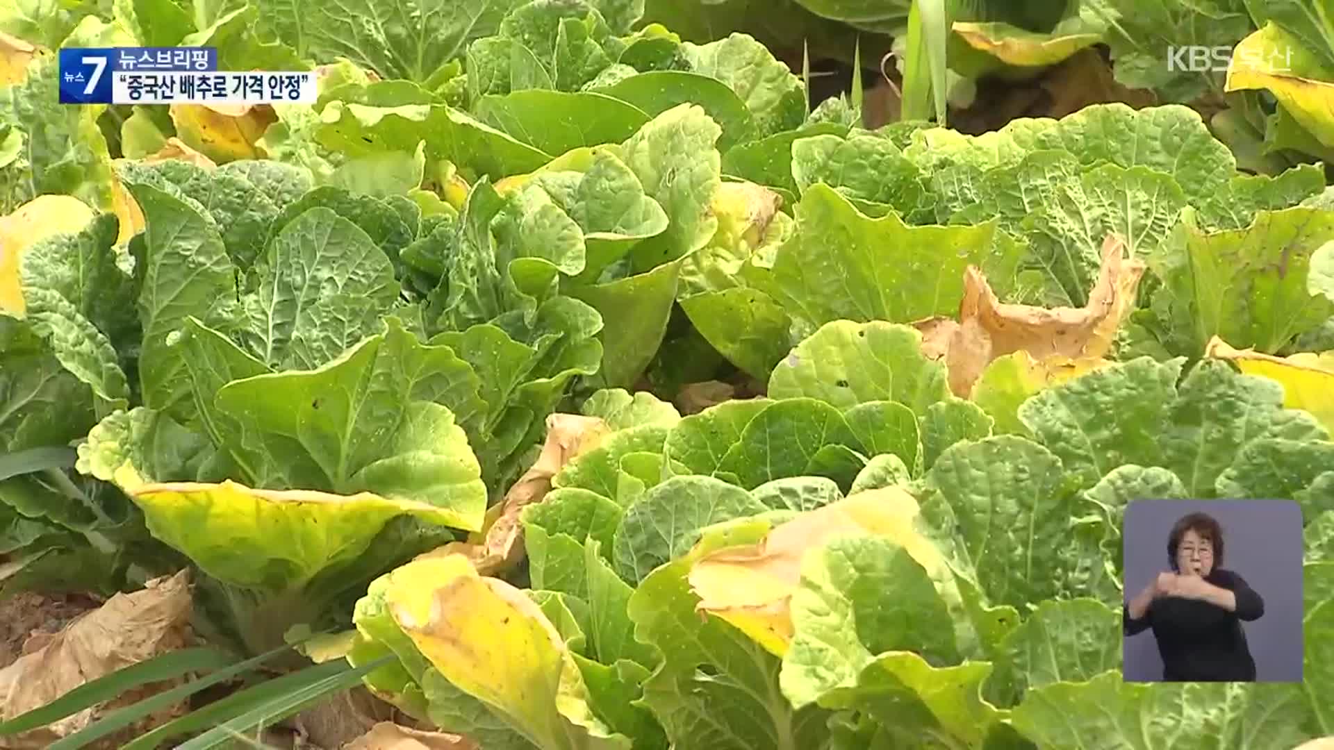 “배춧값 잡아라”…정부, 중국산 배추 직접 수입