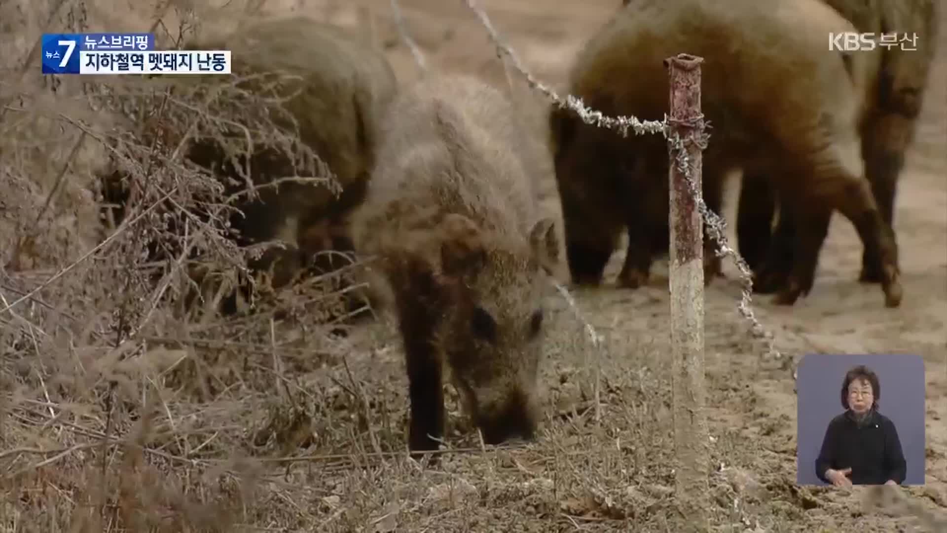 도시철도에 100kg 멧돼지…가을철 출몰 잦아