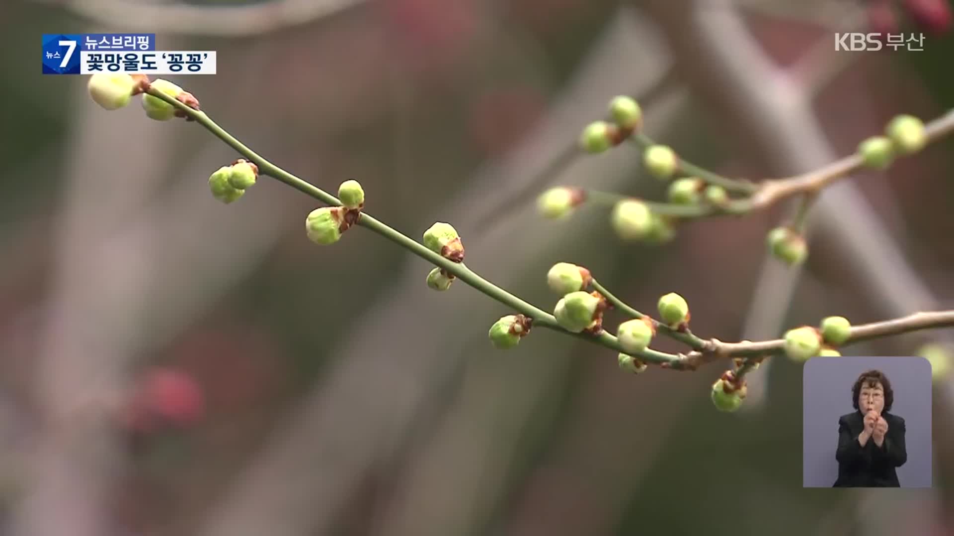 매서운 꽃샘추위에 봄꽃 개화 늦어져…일부 꽃축제 연기