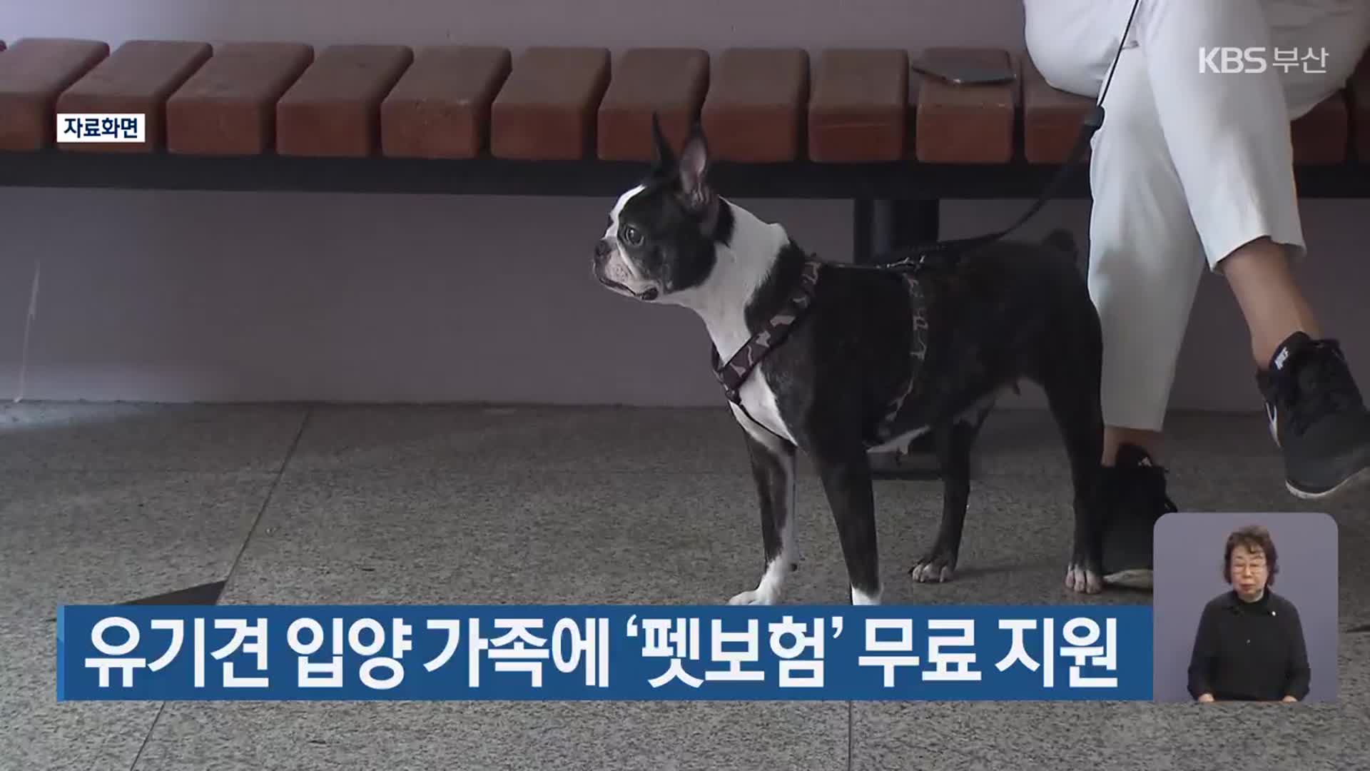 유기견 입양 가족에 ‘펫보험’ 무료 지원