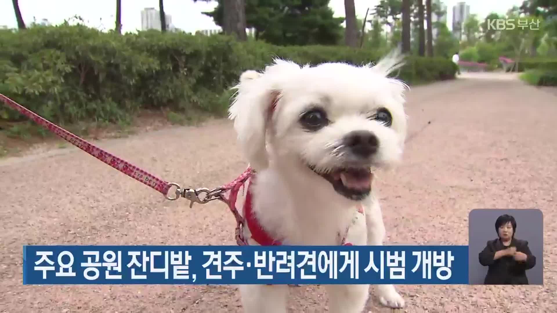 주요 공원 잔디밭, 견주·반려견에게 시범 개방