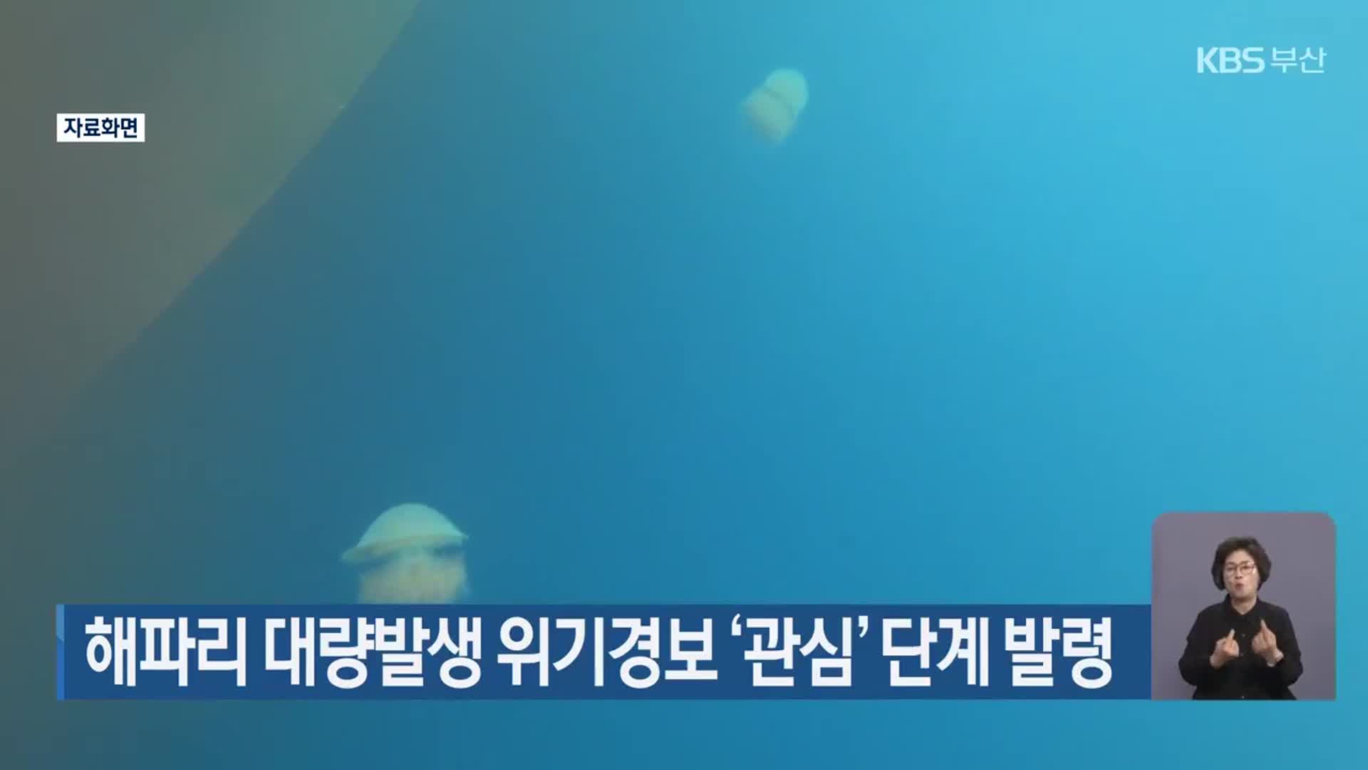 해파리 대량발생 위기경보 ‘관심’ 단계 발령