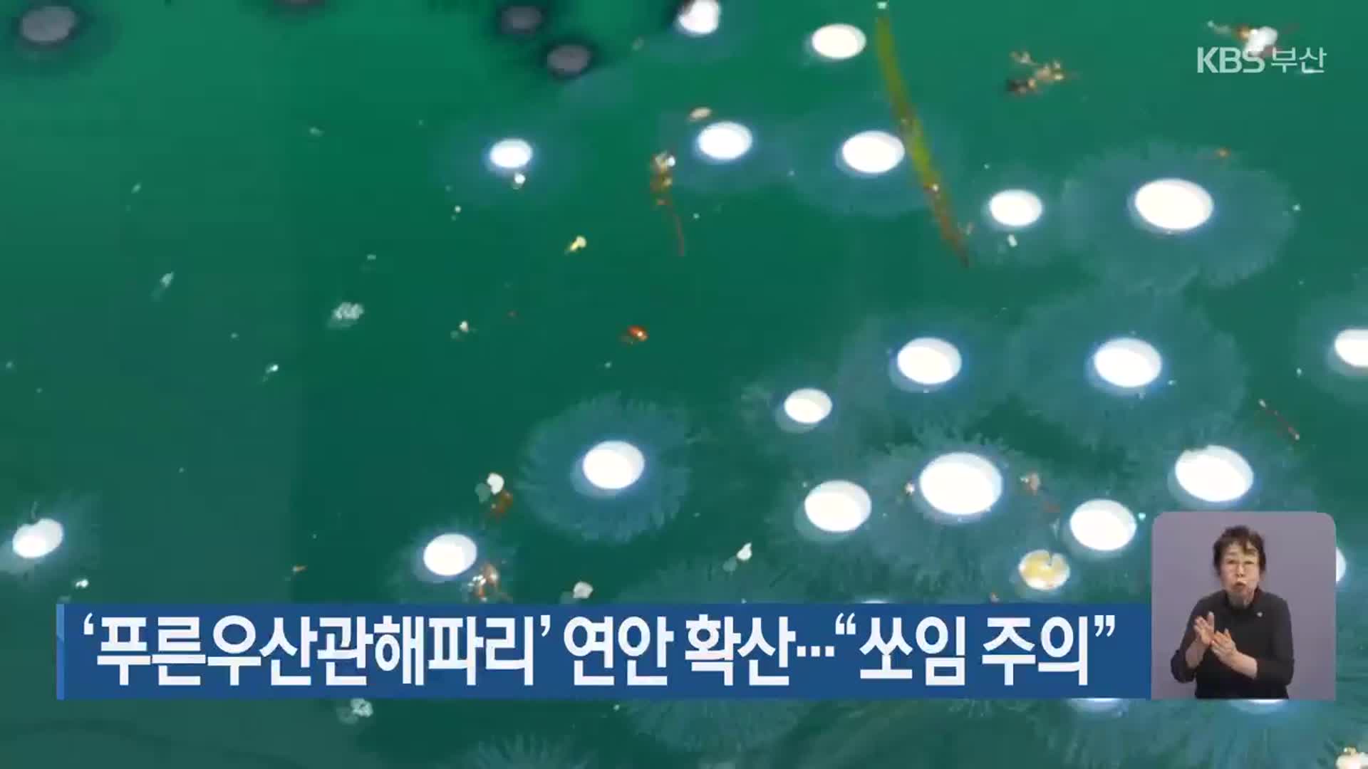 ‘푸른우산관해파리’ 연안 확산…“쏘임 주의”