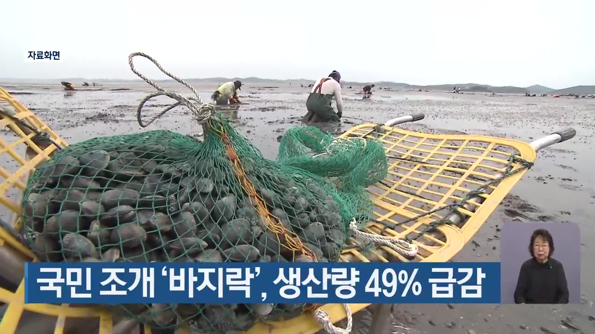‘국민 조개’ 바지락, 생산량 49% 급감