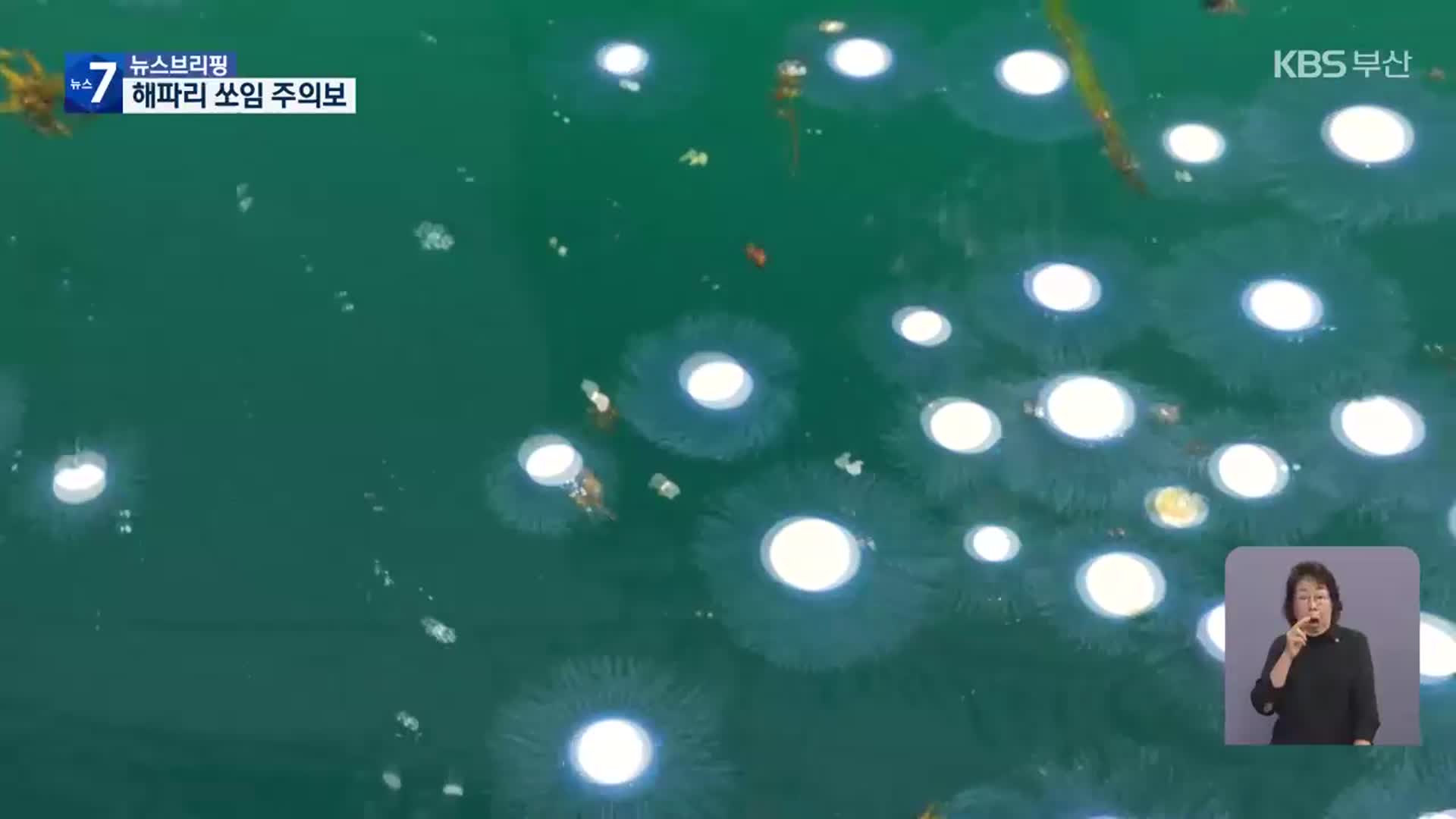 해변에 푸른색 해파리…“만지지 마세요”
