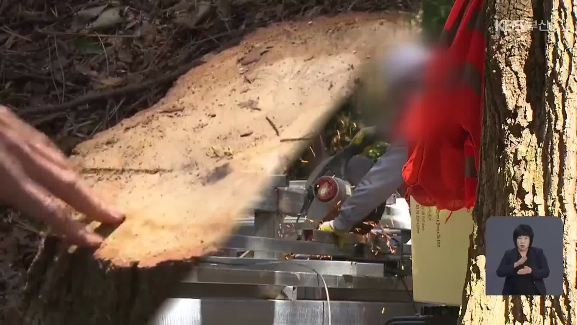 [현장K] 청소년 체험숲…산림 훼손하고 놀이시설?