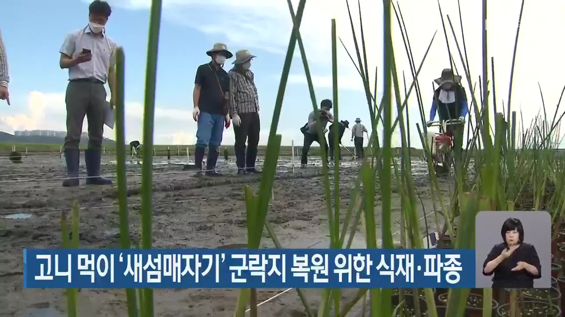 고니 먹이 ‘새섬매자기’ 군락지 복원 위한 식재·파종
