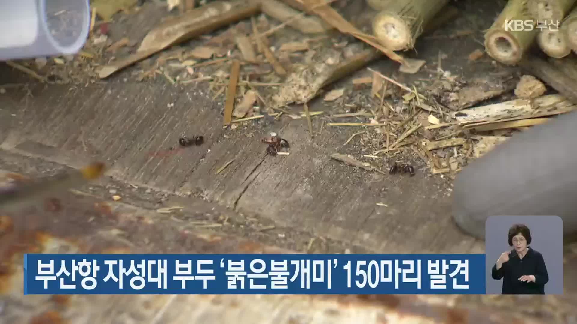 부산항 자성대 부두 ‘붉은불개미’ 150마리 발견