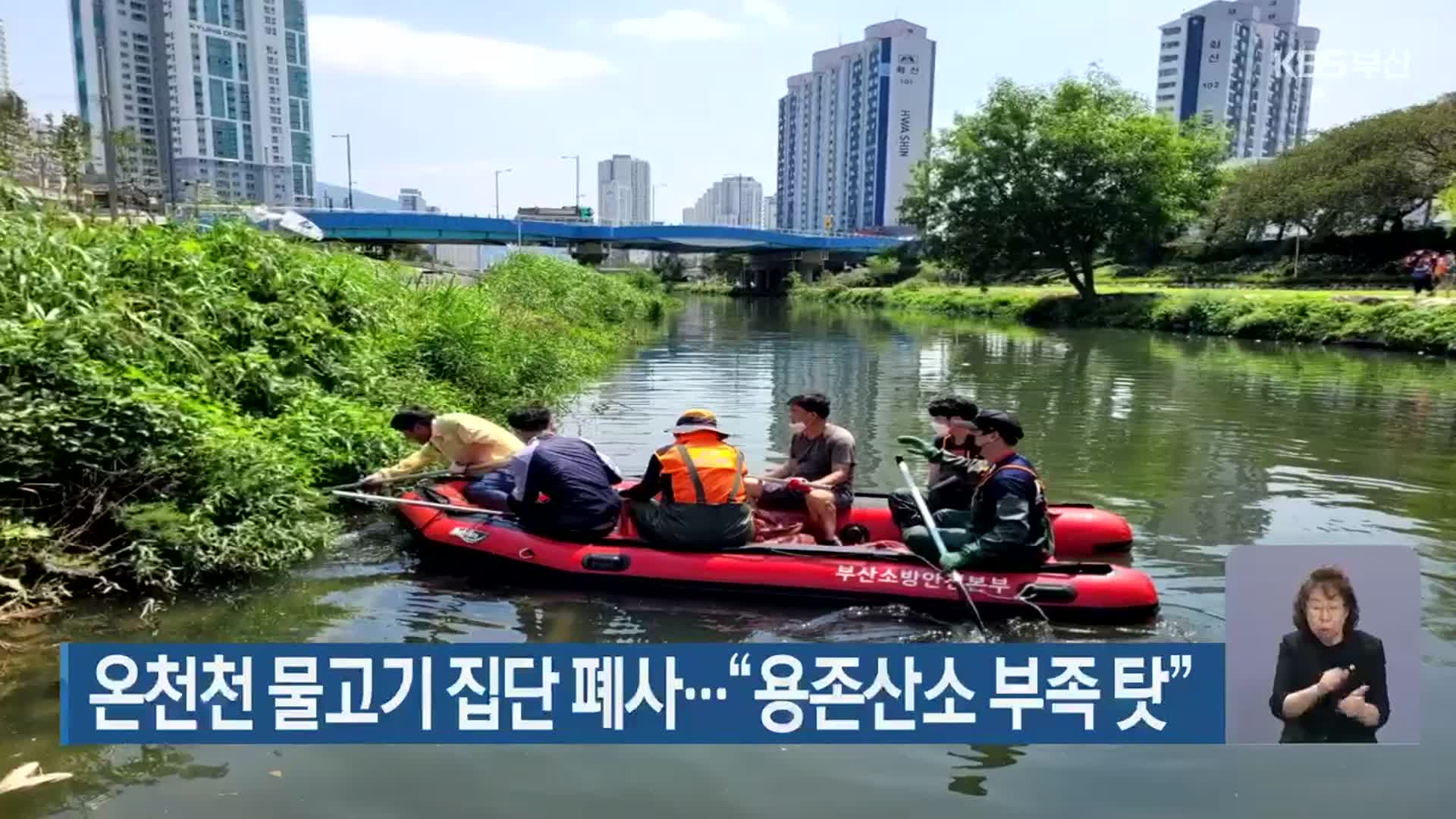 온천천 물고기 집단 폐사…“용존산소 부족 탓”