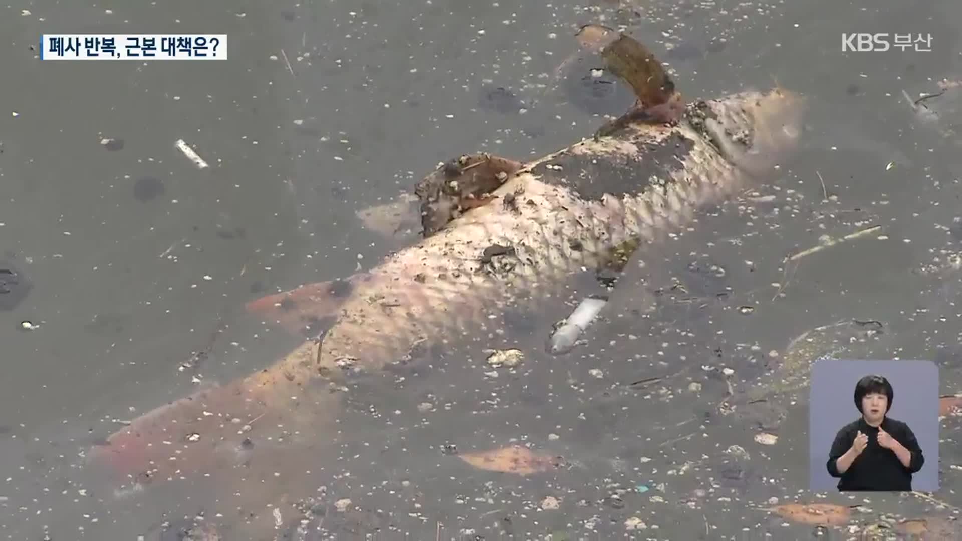 수질 개선 사업·경보제도 떼죽음 못 막아