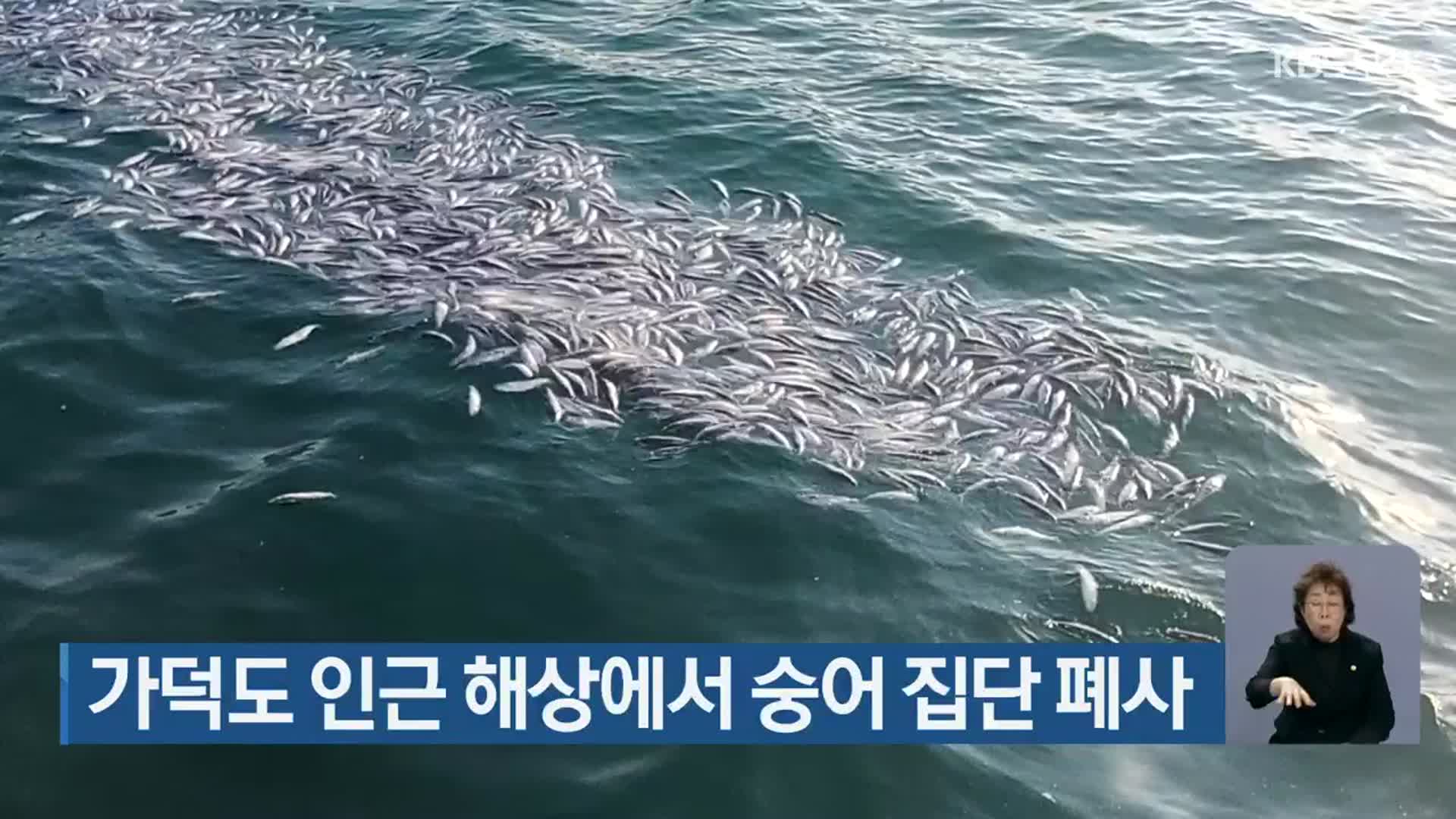 가덕도 인근 해상에서 숭어 집단 폐사