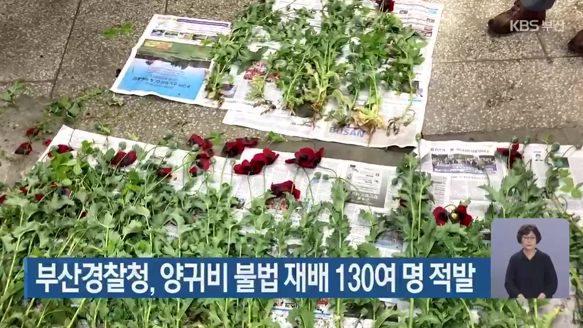 부산경찰청, 양귀비 불법 재배 130여 명 적발