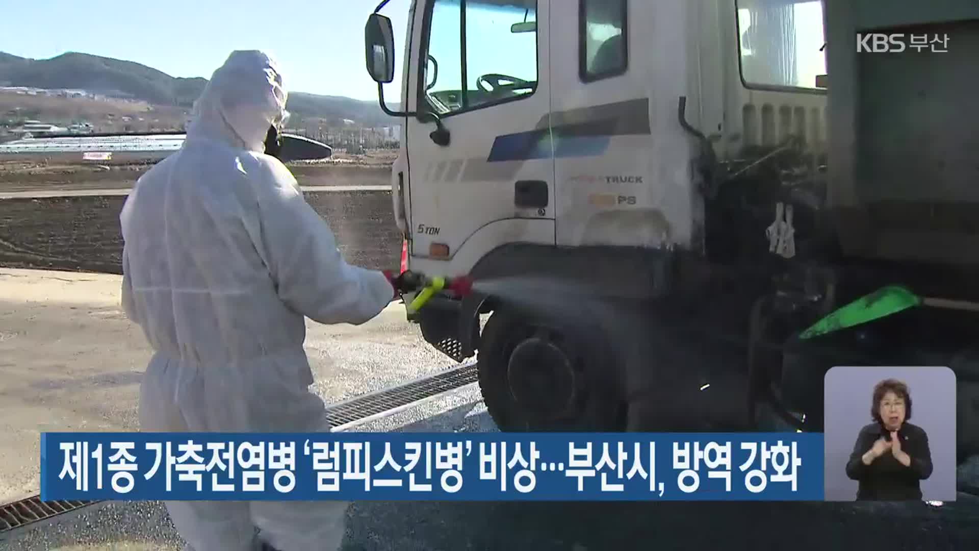 제1종 가축전염병 ‘럼피스킨병’ 비상…부산시, 방역 강화