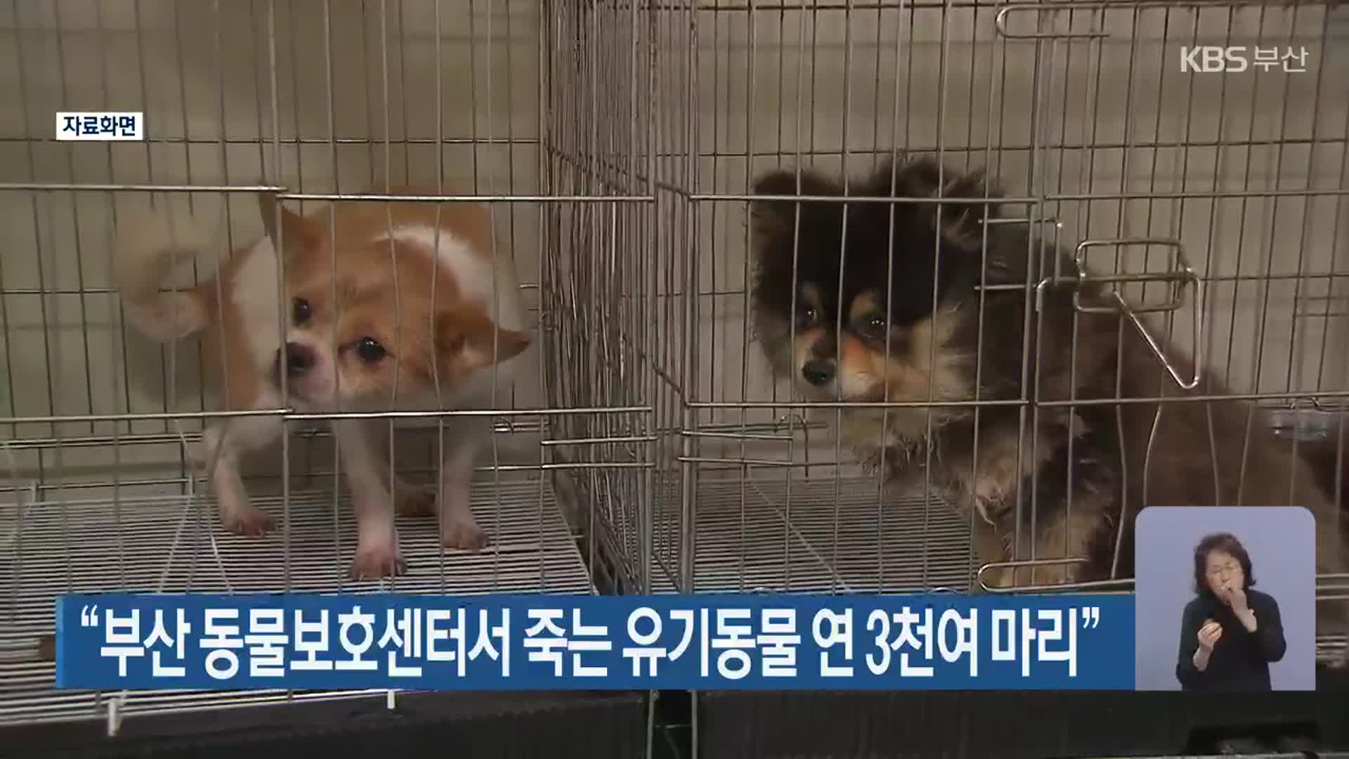 “부산 동물보호센터서 죽는 유기동물 연 3천여 마리”