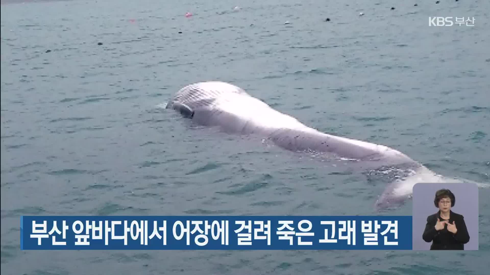 부산 앞바다에서 어장에 걸려 죽은 고래 발견