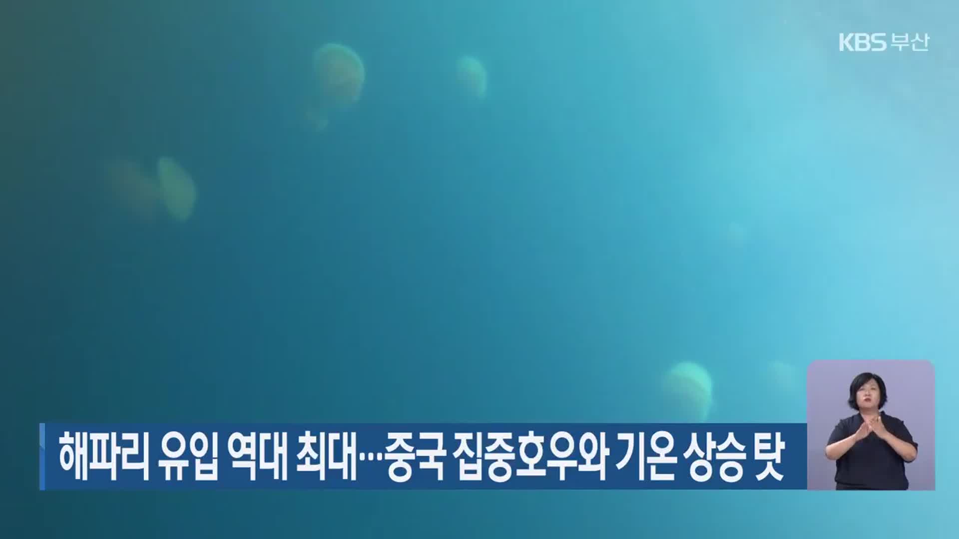 해파리 유입 역대 최대…중국 집중호우와 기온 상승 탓