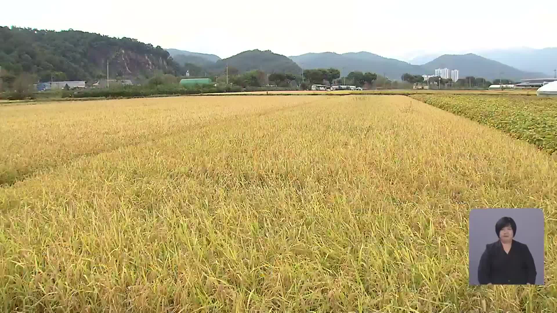 요즘 뜨는 ‘가루쌀’…1석3조 ‘기대’