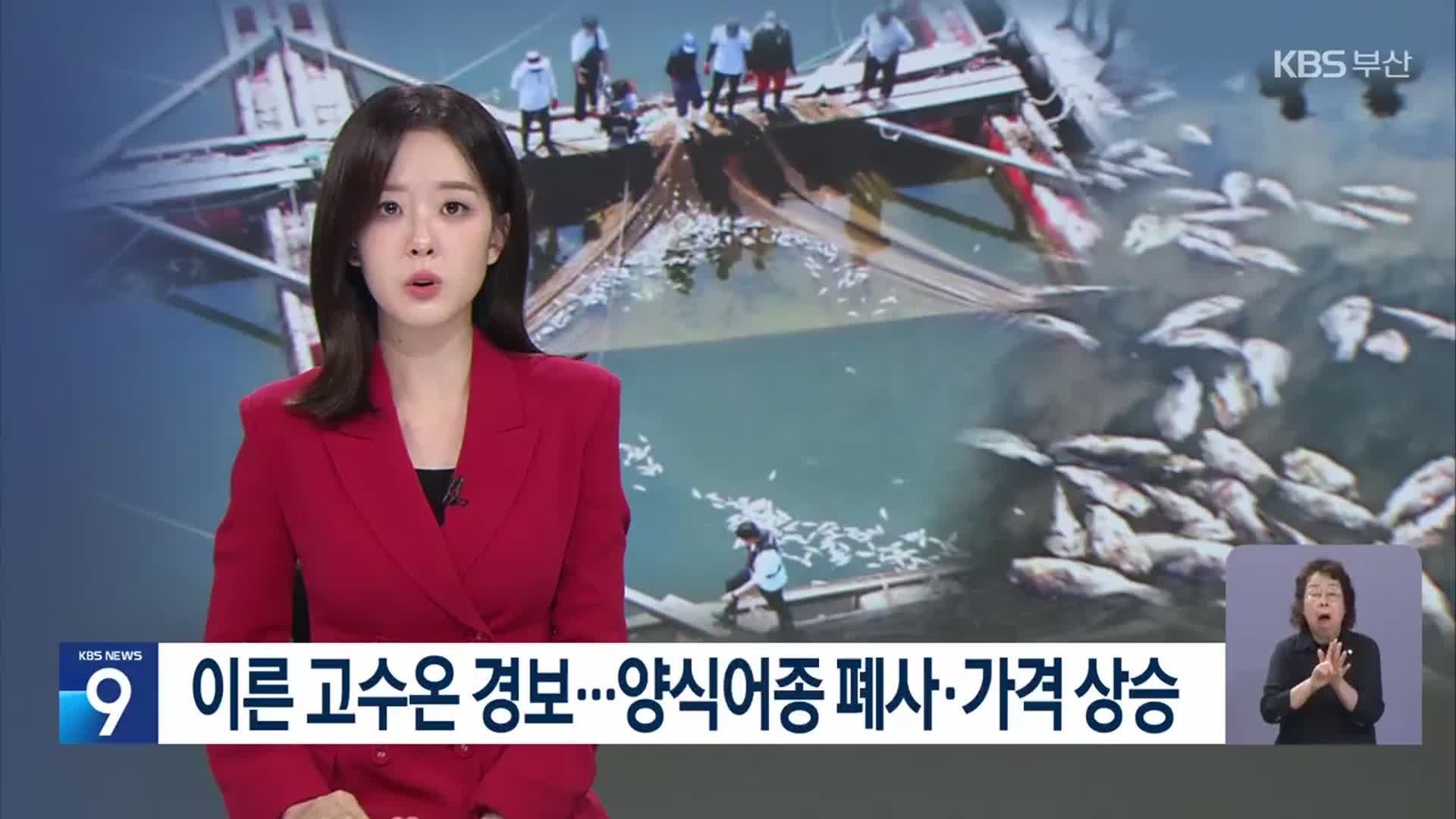 이른 고수온 경보…양식어종 폐사·가격 상승