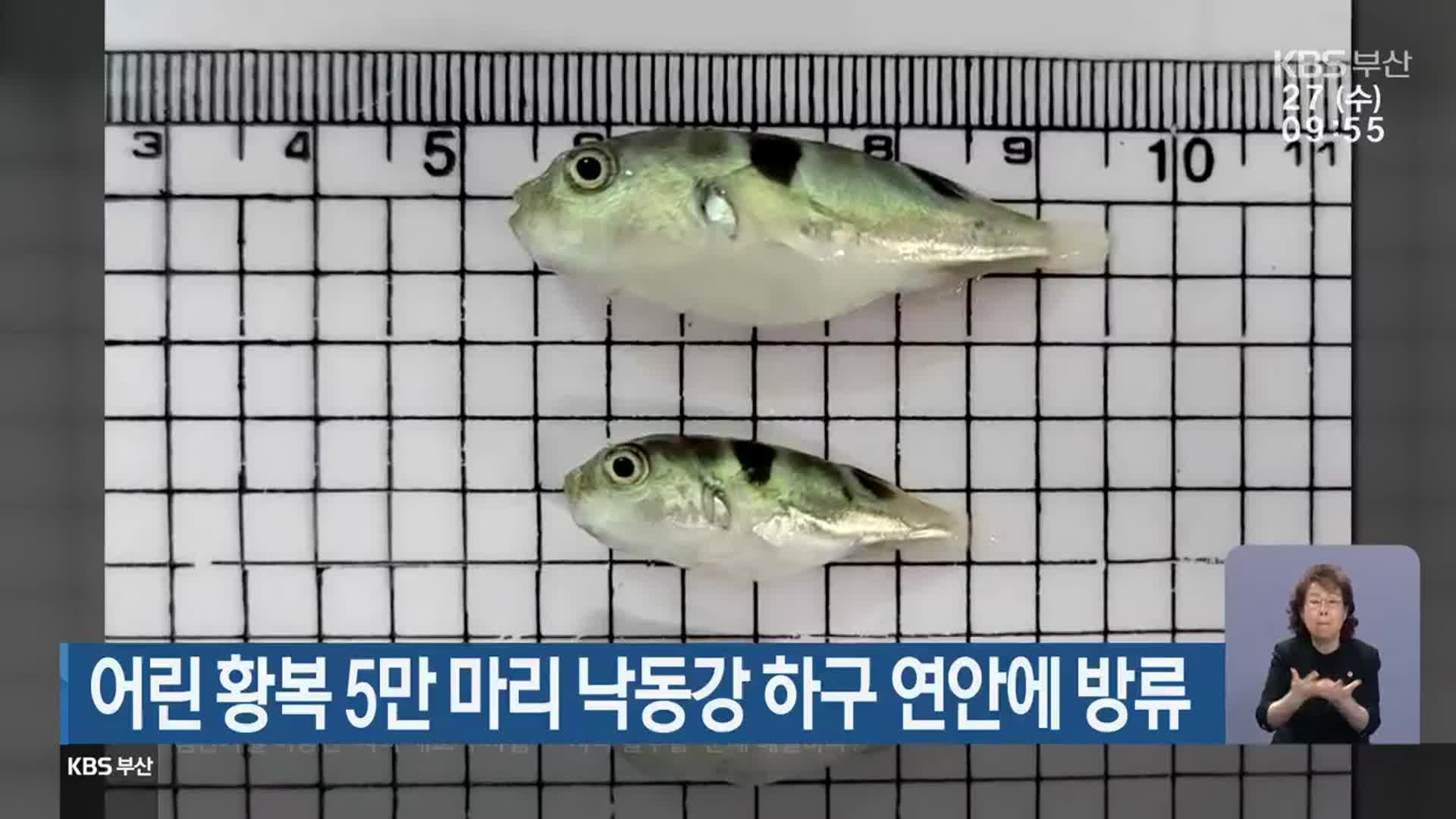 어린 황복 5만 마리 낙동강 하구 연안에 방류