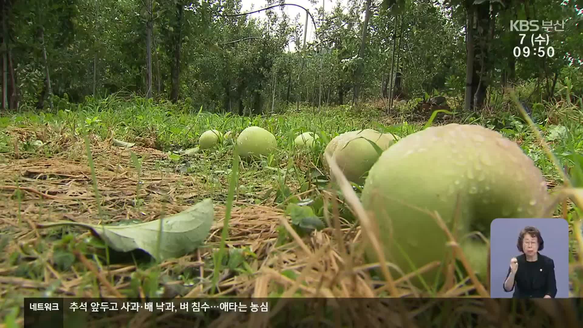 추석 앞두고 사과·배 낙과, 벼 침수…애타는 농심