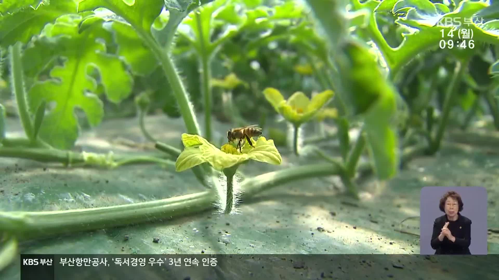 ‘꿀벌 실종’ 후폭풍, 과수 농가 수정 ‘비상’