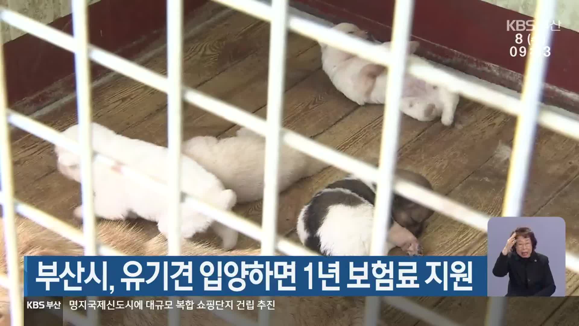 부산시, 유기견 입양하면 1년 보험료 지원