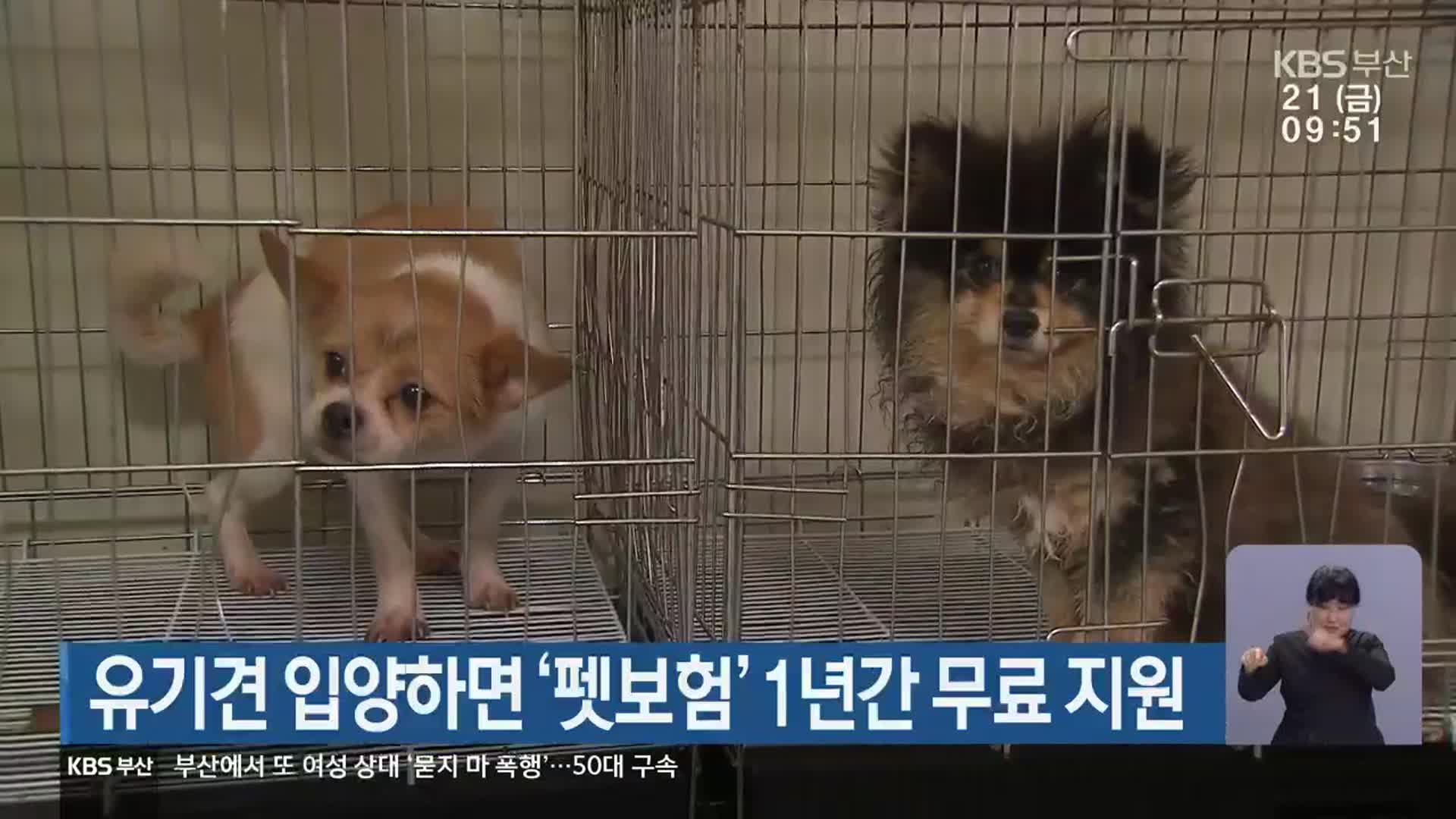 유기견 입양하면 ‘펫보험’ 1년간 무료 지원