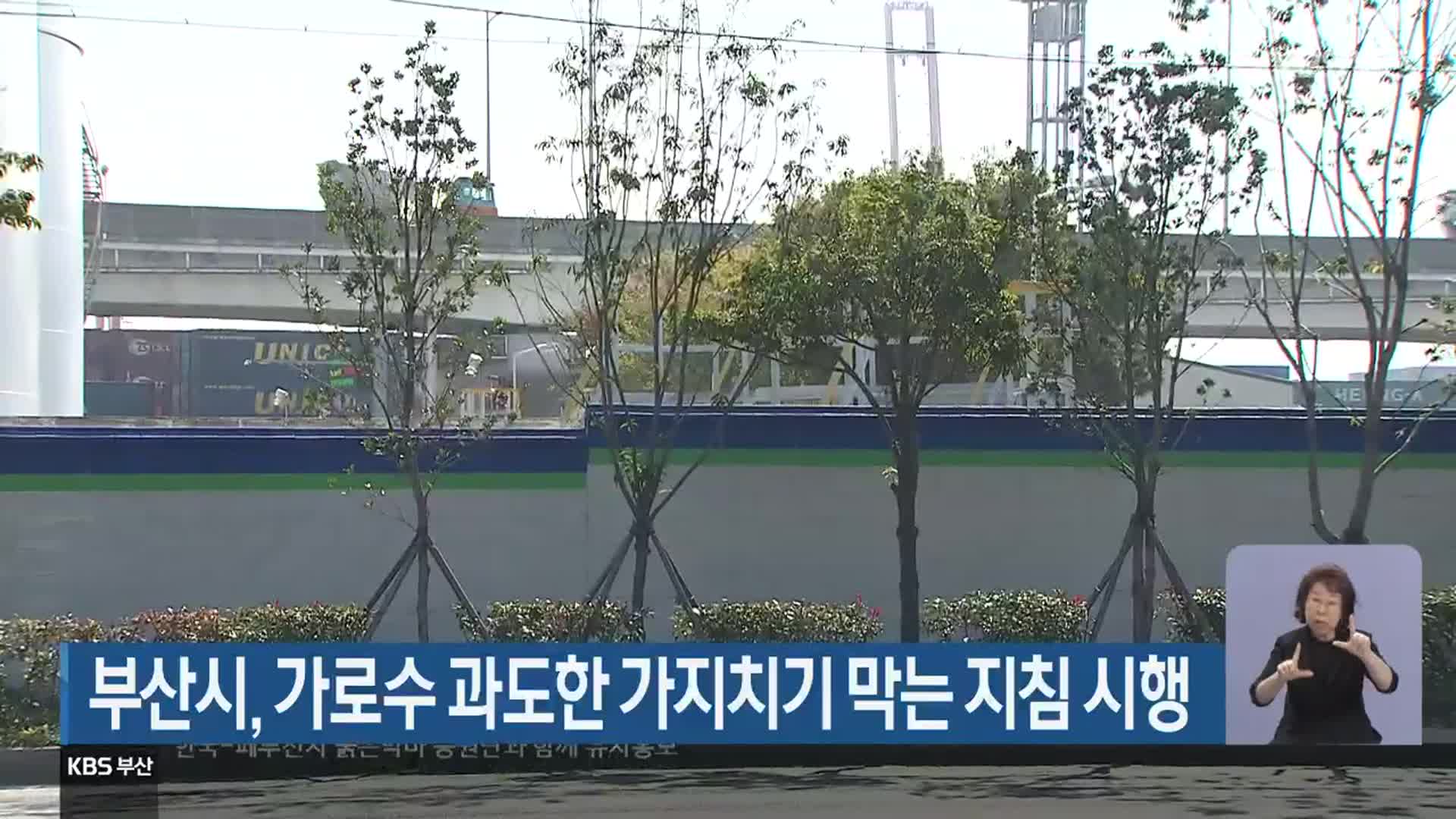 부산시, 가로수 과도한 가지치기 막는 지침 시행