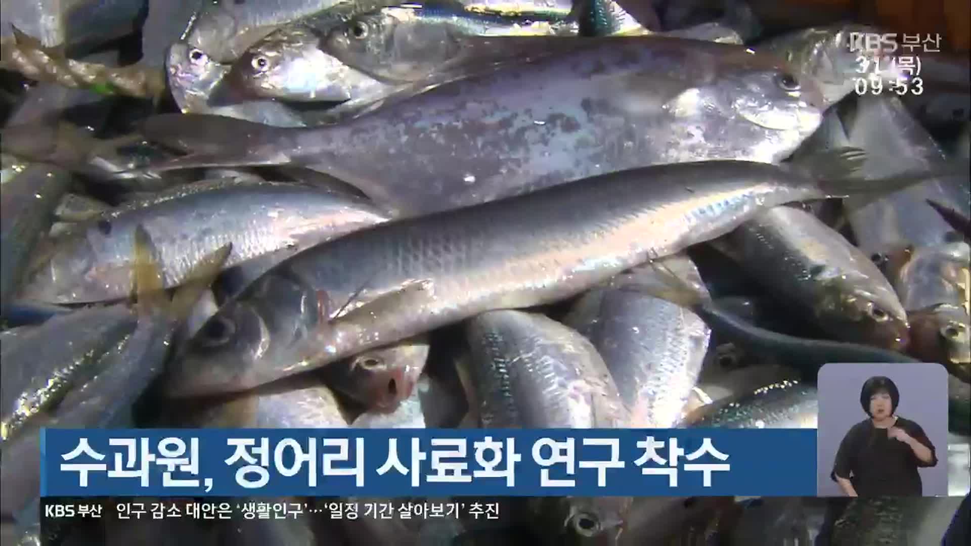 수과원, 정어리 사료화 연구 착수