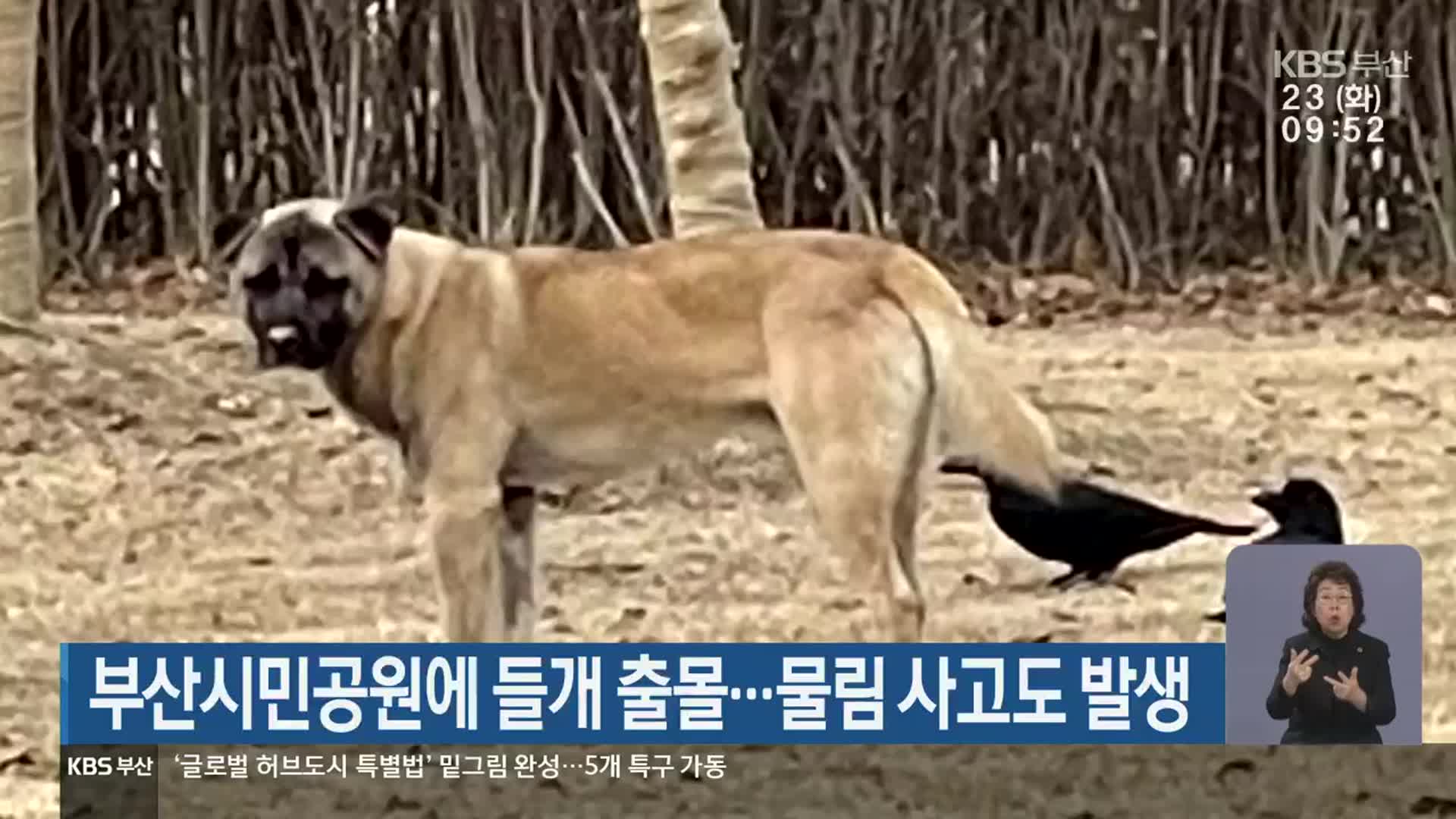 부산시민공원에 들개 출몰…물림 사고도 발생