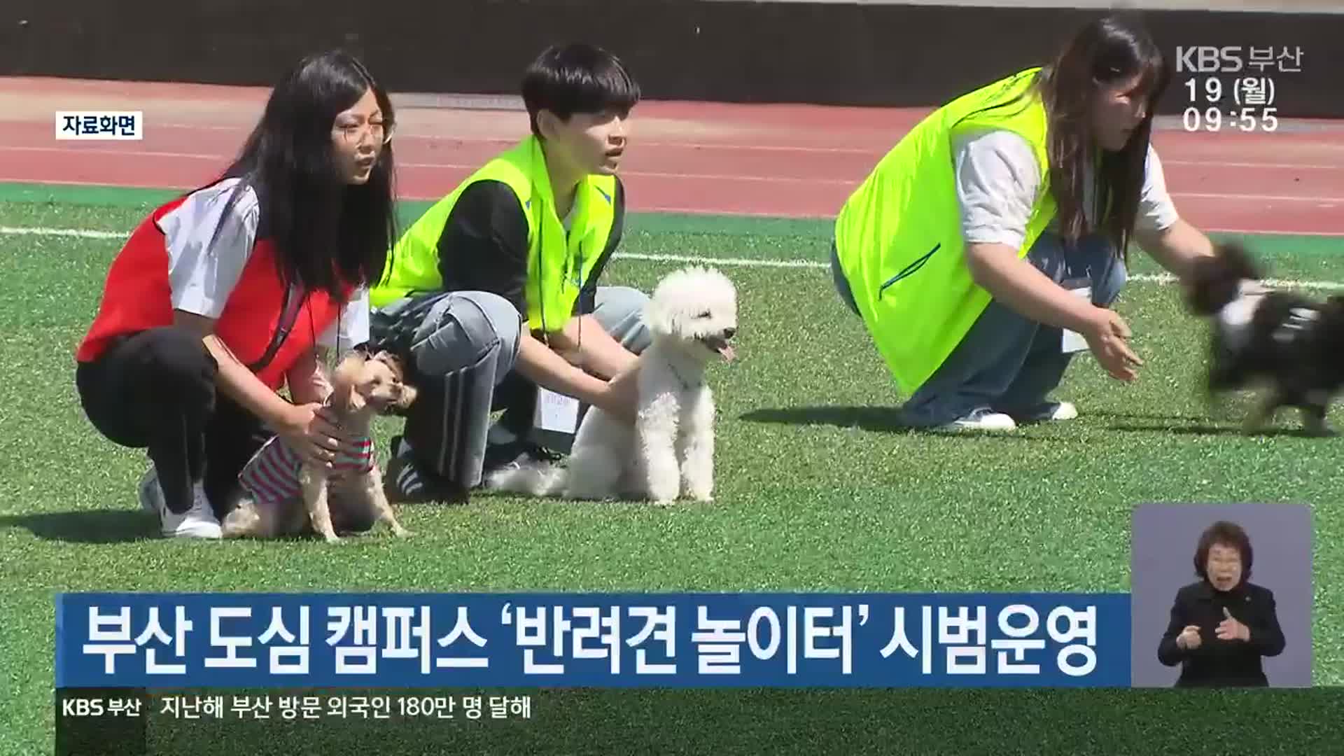 부산 도심 캠퍼스 ‘반려견 놀이터’ 시범운영