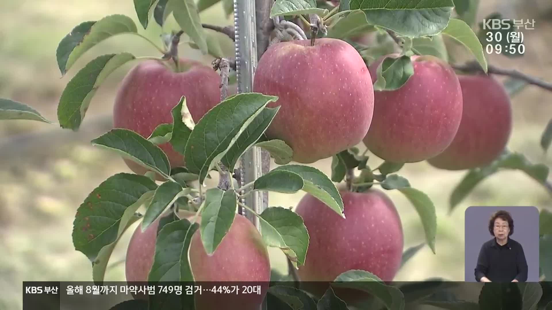 “주산지 위상 지키자”…‘경북 사과 대전환’ 선포