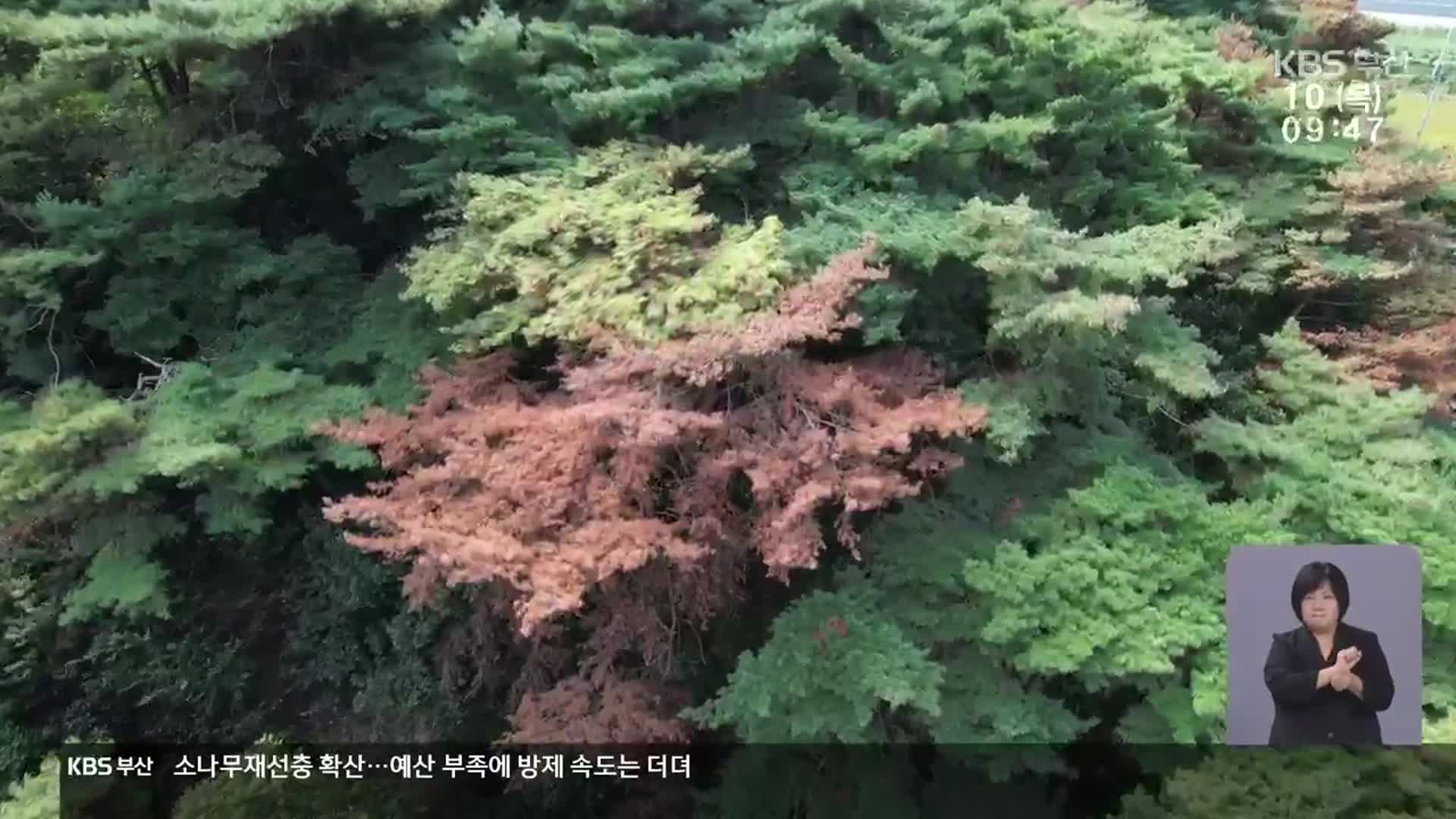 재선충 확산에도 예산은 ‘부족’