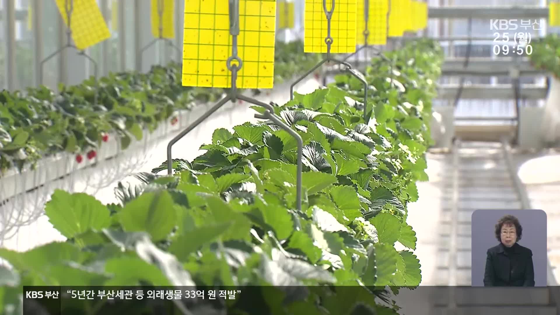 스마트팜 혁신밸리, 전기세 없어 작물 못 키워