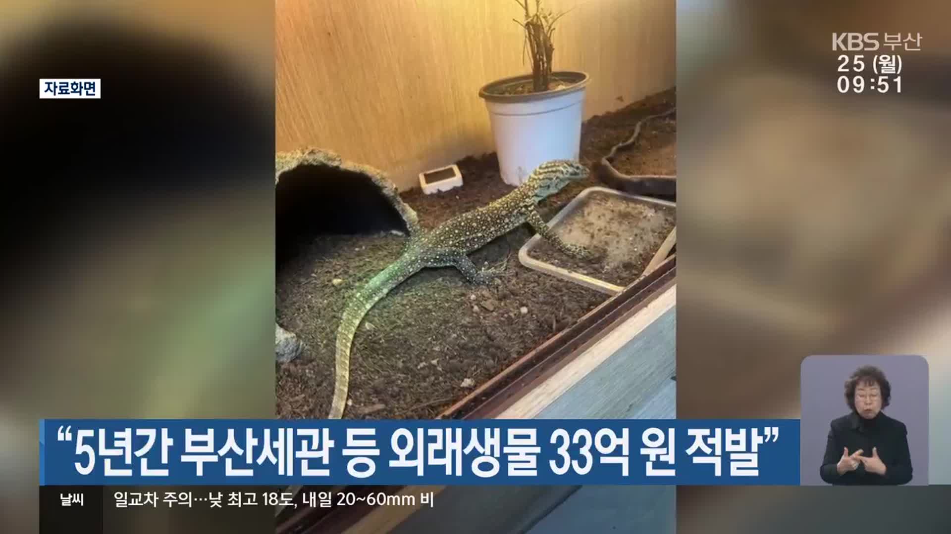 “5년간 부산세관 등 외래생물 33억 원 적발”