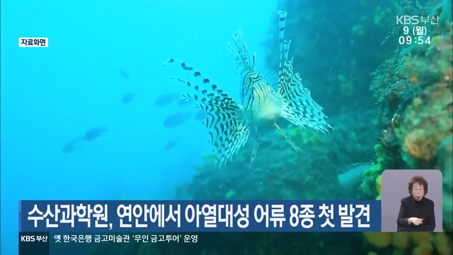 수산과학원, 연안에서 아열대성 어류 8종 첫 발견