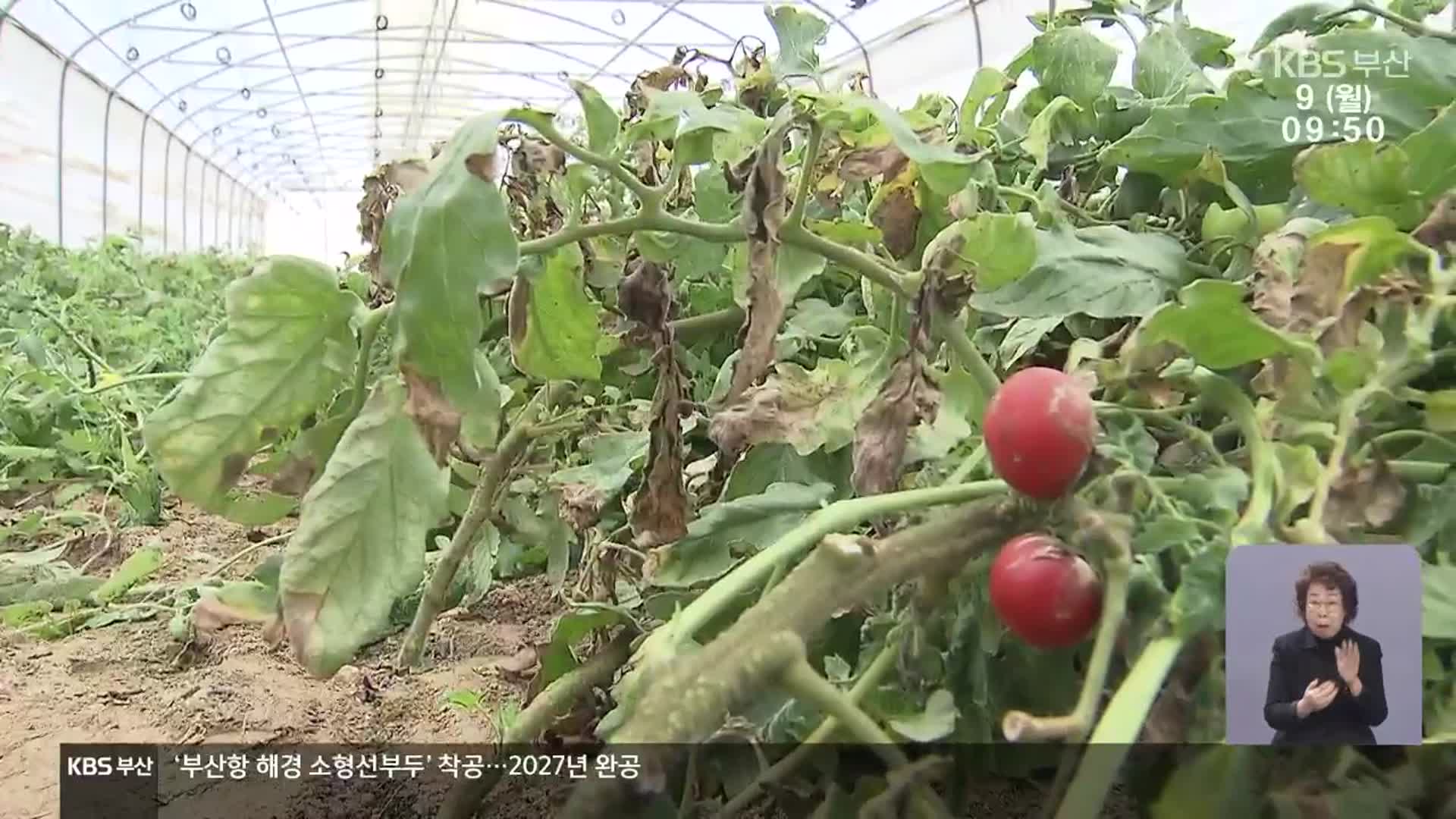 기후변화에 농촌 초토화…“재해보험 있으나마나”